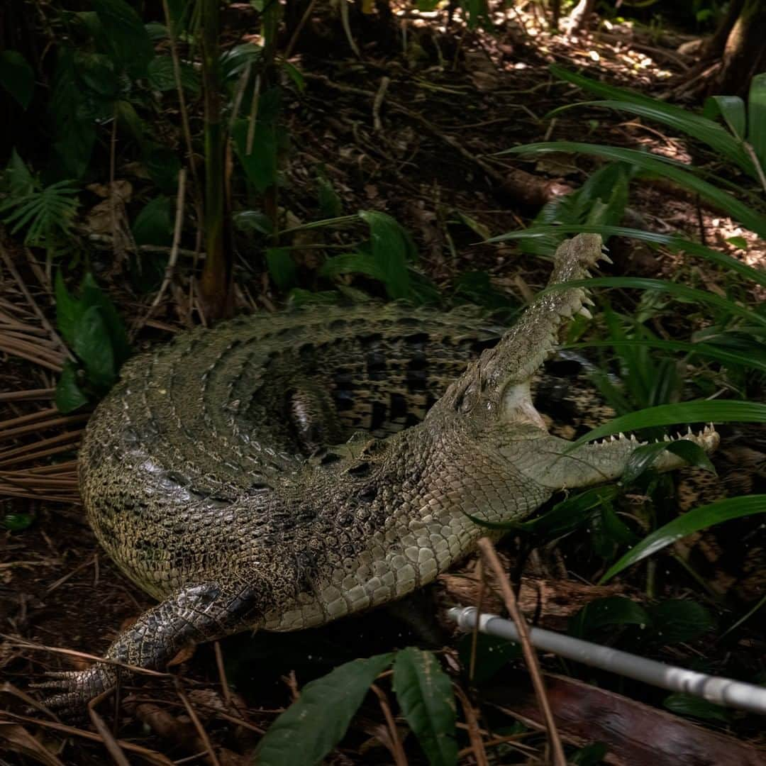 ニューヨーク・タイムズさんのインスタグラム写真 - (ニューヨーク・タイムズInstagram)「Recently, 2 scientists traveled to East Timor to investigate what has become a national mystery: Why are so many Timorese being killed by crocodiles? The attacks have increased 20-fold in the past decade, numbering at least one death a month in a country of 1.2 million people. But the people of East Timor have for centuries revered and even worshiped crocodiles, and they believe the killers must be migrant crocodiles from Australia. “The people believe that these crocs are our ancestors, and ancestors don’t go attacking people,” one official said. “Our grandparents don’t kill us.” To test the theory, the scientists had to collect DNA samples from a number of crocodiles. For obvious reasons, swabbing the inside of a crocodile’s cheek is not an option. Instead, they had to penetrate the crocs’ leathery hides using a needle attached to a 12-foot-long aluminum rod, known as a biopsy pole. Read more at the link in our bio. @mattabbottphoto shot this photo.」6月18日 3時20分 - nytimes