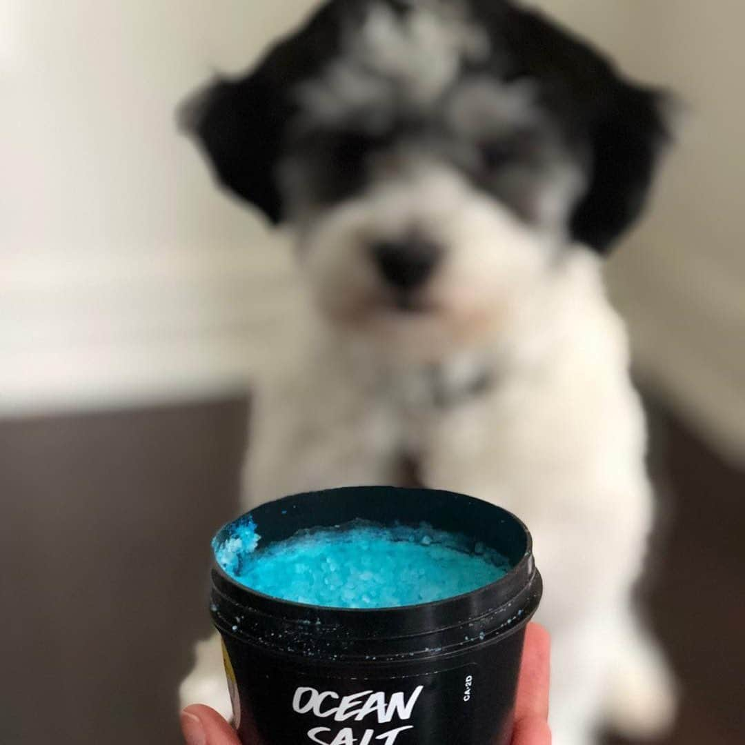 LUSH Cosmeticsさんのインスタグラム写真 - (LUSH CosmeticsInstagram)「Hooman, let me have your Ocean Salt! This scrubby treat has oodles of coarse and fine sea salts to polish skin to softened perfection. We recommend leaving this one to the humans, doggo. 💙💙💙 / 📸: @shovanilau﻿⠀ *﻿⠀ *﻿⠀ *﻿⠀ *﻿⠀ *﻿⠀ #lushie #lush #lushlife #lushcosmetics #lushuk #lushltd #lushlove #lushaddict #vegetarian #lushoceansalt #lushusa #skincare #bbloggers #lushaholic #lushcommunity #oceansalt  #dogstagram #instadog #dogoftheday #dogsofig #puppiesofinstagram #dogs_of_instagram」6月18日 3時46分 - lushcosmetics