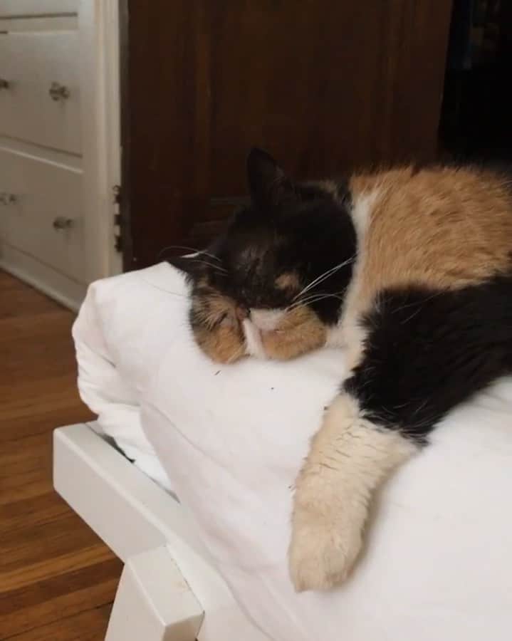 Pudgeのインスタグラム：「Pudge is often found sleeping in this position 😴 #pudgesnorezzz」