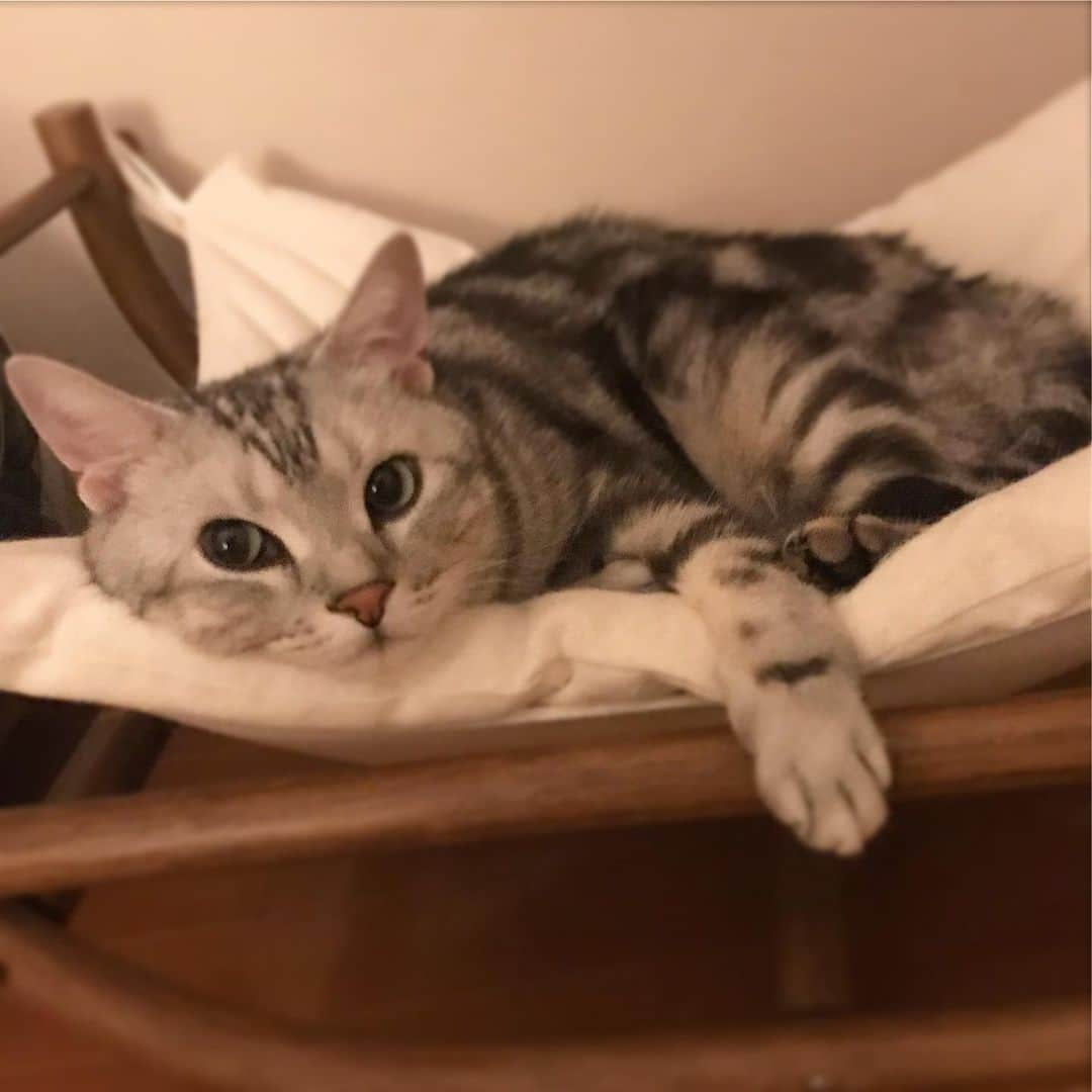 Alain アランさんのインスタグラム写真 - (Alain アランInstagram)「Good morning! Bonjour! Last night, I had an early night. So I woke up my mom early morning today. * おはようございますにゃん！ 昨夜は珍しく「ママ、先に寝てるね」と早々に自分のベッドに入ったアラン。 むむ、イヤな予感。 案の定、今朝は5時くらいから私の足元でモゾモゾし始め、5時10分には私を起こしにかかりました。日が昇るのが早くなり、猫の起きる時間も早くなってきちゃいましたね。 * #catstagram #cat_features  #topcatphoto #cutepetclub #catsofinstagram #ig_catclub #cats_of_world #meowsandwoofs #meowvswoof#nc_cuties #excellent_cats #catstocker  #bestmeow #magnificenteowdels#bestcats_oftheworld#INSTACAT_MEOWS #peco #animalsco#mofmo#igersjp#みんねこ#ふわもこ部#アメショー#ビューティープロコンテスト @beautypro_contest #lovelycatonline#映画ペット2キャンペーン#映画ペット2#リラックスmiawmiaw2019夏」6月18日 5時34分 - alain_cat