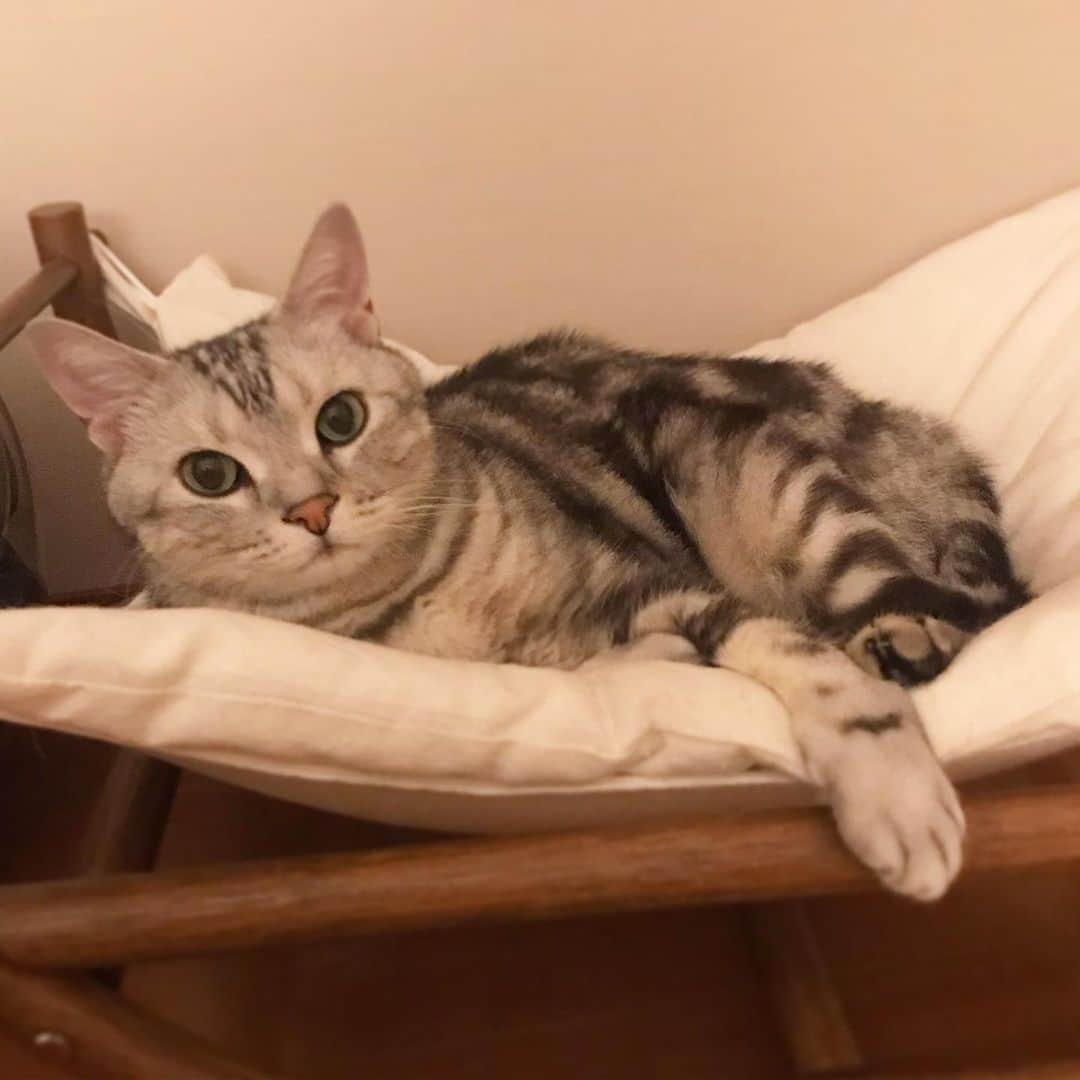 Alain アランさんのインスタグラム写真 - (Alain アランInstagram)「Good morning! Bonjour! Last night, I had an early night. So I woke up my mom early morning today. * おはようございますにゃん！ 昨夜は珍しく「ママ、先に寝てるね」と早々に自分のベッドに入ったアラン。 むむ、イヤな予感。 案の定、今朝は5時くらいから私の足元でモゾモゾし始め、5時10分には私を起こしにかかりました。日が昇るのが早くなり、猫の起きる時間も早くなってきちゃいましたね。 * #catstagram #cat_features  #topcatphoto #cutepetclub #catsofinstagram #ig_catclub #cats_of_world #meowsandwoofs #meowvswoof#nc_cuties #excellent_cats #catstocker  #bestmeow #magnificenteowdels#bestcats_oftheworld#INSTACAT_MEOWS #peco #animalsco#mofmo#igersjp#みんねこ#ふわもこ部#アメショー#ビューティープロコンテスト @beautypro_contest #lovelycatonline#映画ペット2キャンペーン#映画ペット2#リラックスmiawmiaw2019夏」6月18日 5時34分 - alain_cat