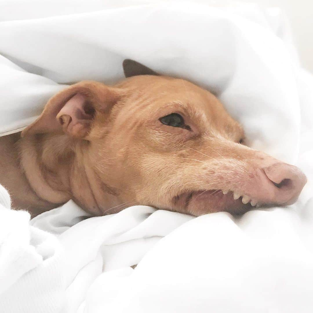 Tuna {breed:chiweenie} さんのインスタグラム写真 - (Tuna {breed:chiweenie} Instagram)「This is his “please don’t make me get out of bed. It’s only 4 o’clock” face. Seriously, folks, he’s still in bed and it’s 4 o’clock. #mondaze」6月18日 5時41分 - tunameltsmyheart