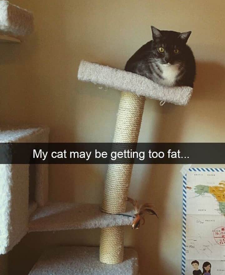 9GAGさんのインスタグラム写真 - (9GAGInstagram)「The leaning tower of purrsia⠀ @meowed #cat #chunky」6月18日 6時00分 - 9gag