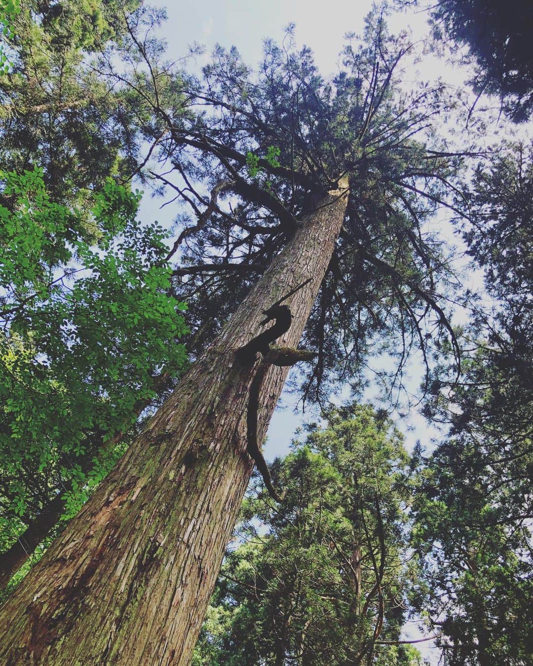奥井亜紀さんのインスタグラム写真 - (奥井亜紀Instagram)「杉の木に龍🐉がいたよ。#お散歩は三歩でも良し #慈光寺#新潟」6月18日 15時36分 - akiokui