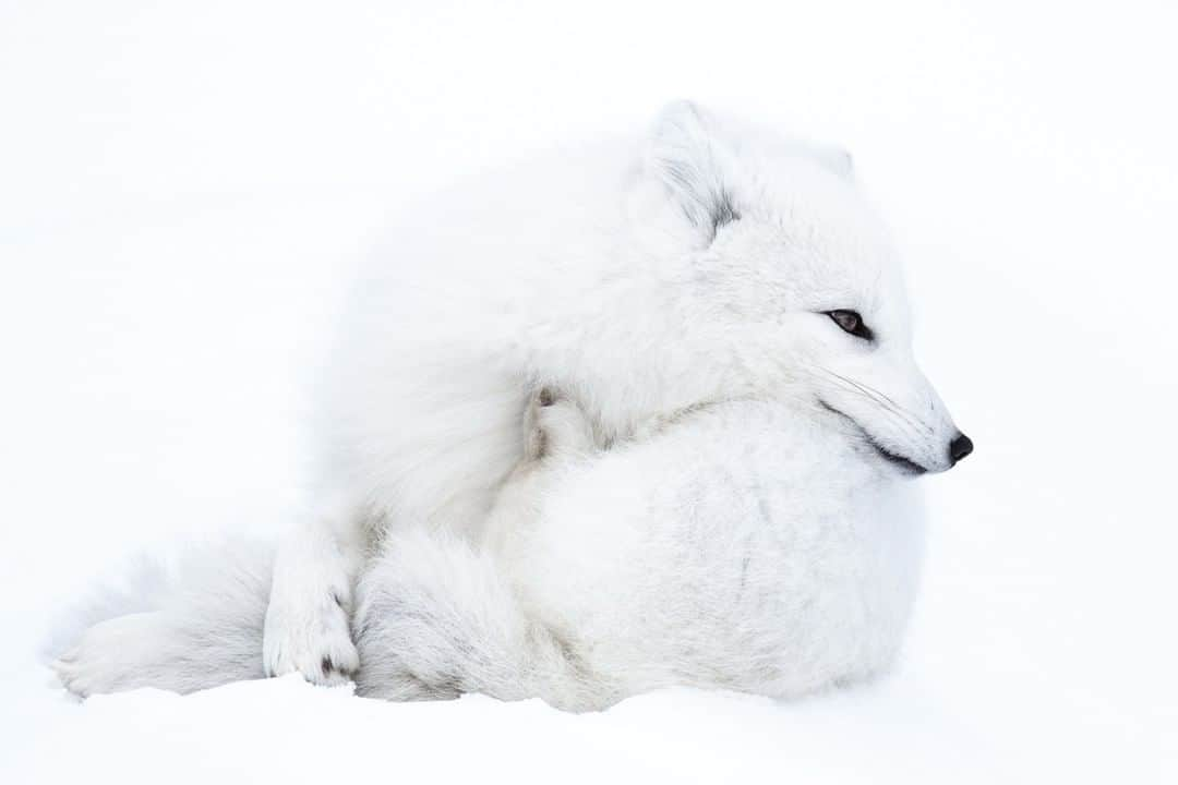 Nikon Australiaさんのインスタグラム写真 - (Nikon AustraliaInstagram)「An Arctic Fox against the elements. Captured by Wildlife Photographer @kinge42 using the Nikon AF-S NIKKOR 300mm f/2.8G, a lens designed to deliver stunning clarity even in the most challenging environments.  Camera: Nikon #D4 Lens: Nikon AF-S NIKKOR 300mm f/2.8G ED VR II with AF-S Teleconverter TC-14E III Settings: 420mm | f/4 | 1/4000s | ISO 640  #MyNikonLife #Nikon #NikonAustralia #NikonTop #Photography #DSLR #WildlifePhotography #SnowPhotography #ArcticFox」6月18日 15時34分 - nikonaustralia