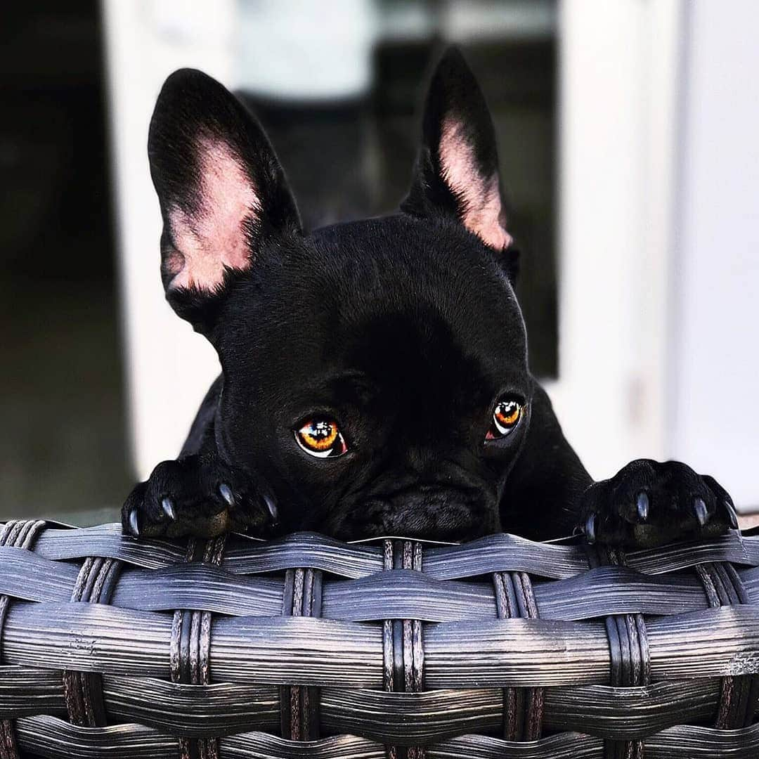 French Bulldogさんのインスタグラム写真 - (French BulldogInstagram)「Those eyes 👀 #cutenessoverload #peekaboo  @kingstoncallahan . . . . . #dogoftheday #puppylove #obsessedwithmydog #doglover#frenchbulldog #ilovemydog #beauty #doglife #instapuppy#dogsarefamily #dogs #cutepuppy #instagood#puppyoftheday #dogsofinstaworld #ellenratemydog#theworldofbullies #dogsofig #dogphotography#dogsarethebest #petsofinstagram #dog_features#weeklyfluff #puppygram #cutedog #dogsofinstagram#puppiesofinstagram」6月18日 15時41分 - frenchie.world