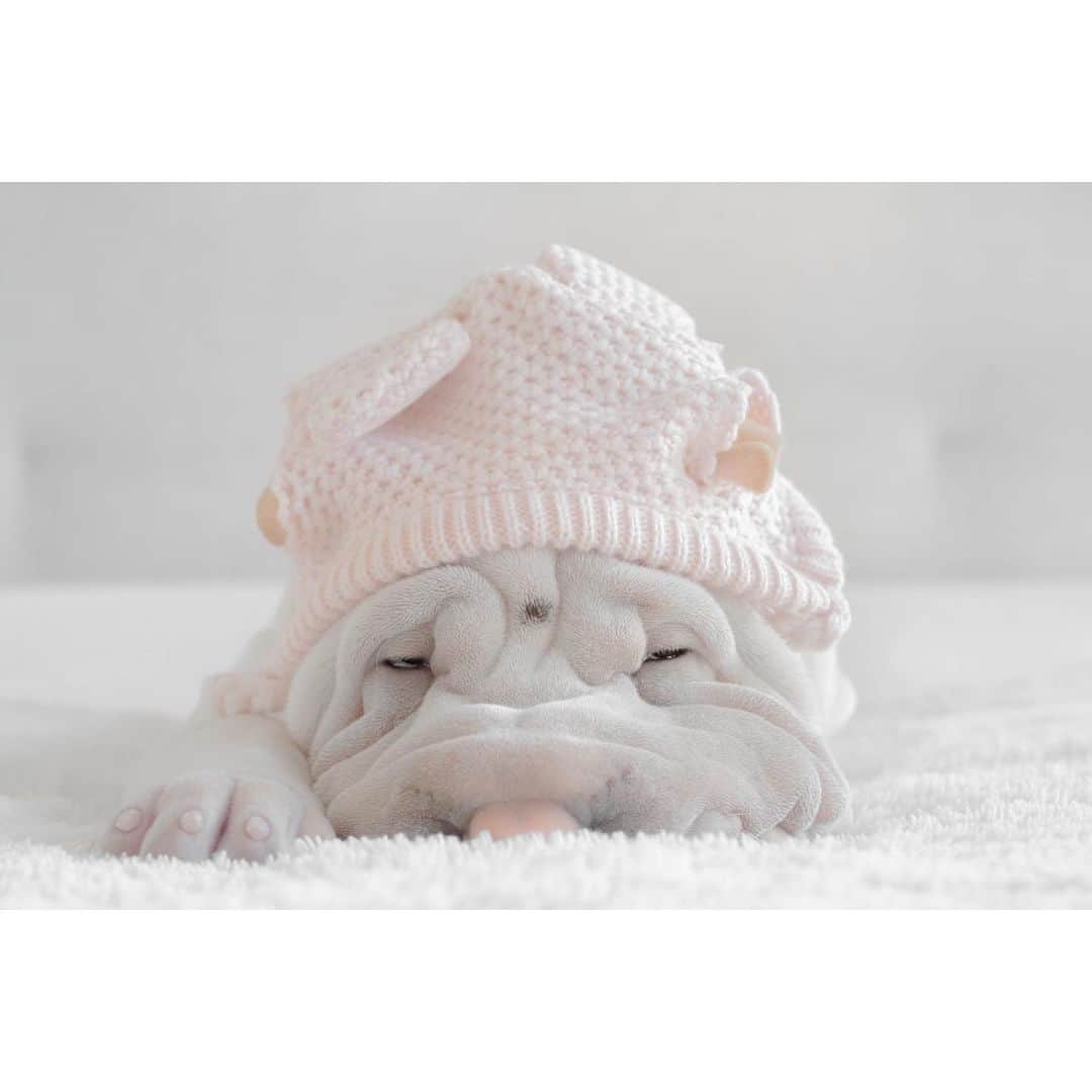 annie&pADdinGtoNさんのインスタグラム写真 - (annie&pADdinGtoNInstagram)「Snug as a bug in a rug #winterinaustralia #littlelamb #lambington #sharpei #sharpeisofinstagram #sharpeilove #dog #dogs #doggo #bark #barked #weeklyfluff #instagood #topdog #puppy #sharpeipuppy #cutepetclub #dogsofinstagram #iloveyoutothemoonandback」6月18日 15時43分 - anniepaddington