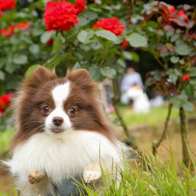 mycoのインスタグラム：「りり不思議なポーズだね🌹  #pom #pomeranians #rose #ぽめ #instadog」