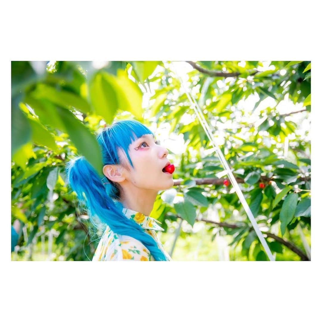 MAMIさんのインスタグラム写真 - (MAMIInstagram)「さくらんぼ狩り🍒の思い出 . . . . #さくらんぼ #🍒 #まんまる #甘い #かまいい #さすがの #佐藤錦 #いっぱい #食べたけど #まだ食べたいね #フルーツ って #罪 #からの #お洒落さんと繋がりたい . . 📸 @amiri.kawabe」6月18日 15時59分 - mmts_dayo