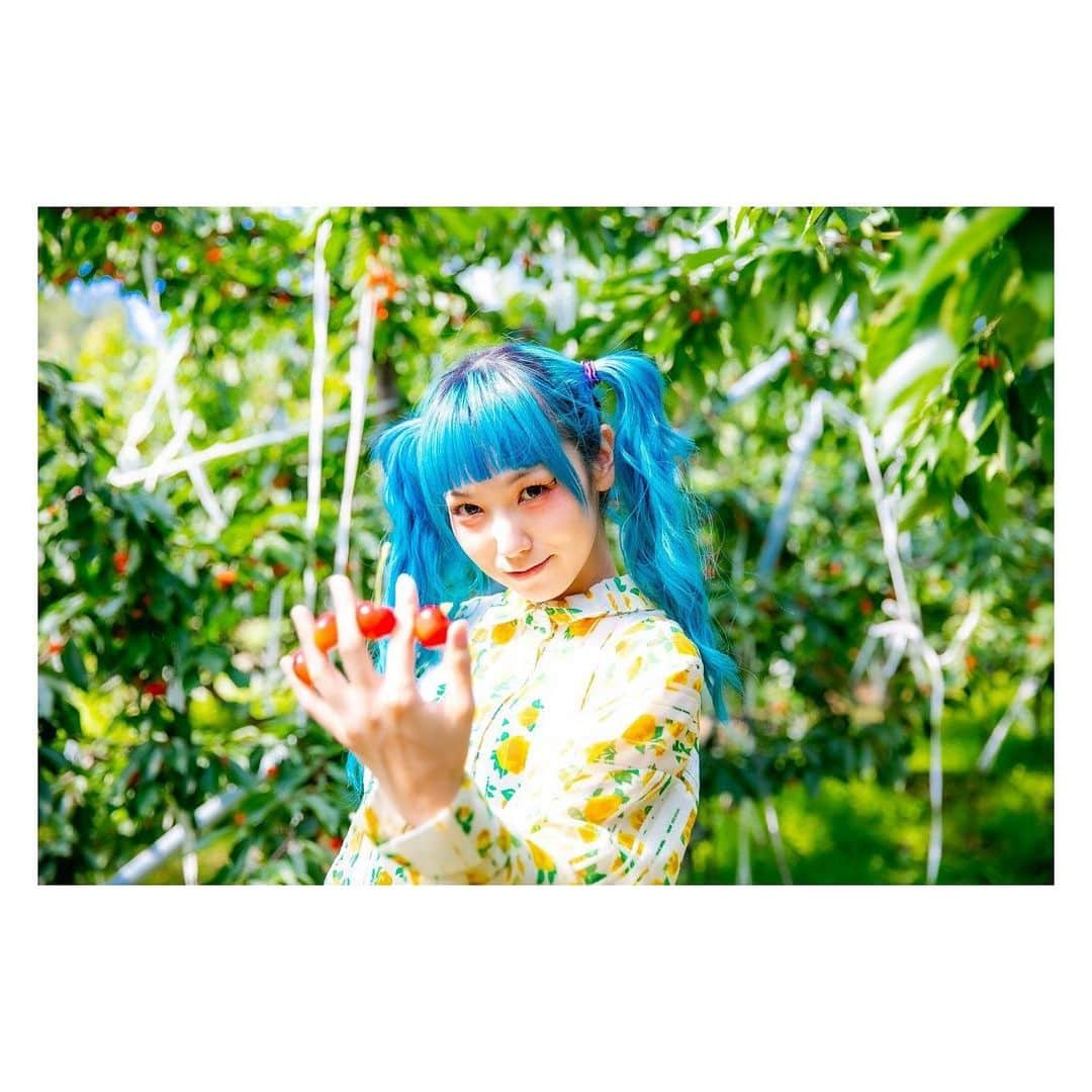 MAMIさんのインスタグラム写真 - (MAMIInstagram)「さくらんぼ狩り🍒の思い出 . . . . #さくらんぼ #🍒 #まんまる #甘い #かまいい #さすがの #佐藤錦 #いっぱい #食べたけど #まだ食べたいね #フルーツ って #罪 #からの #お洒落さんと繋がりたい . . 📸 @amiri.kawabe」6月18日 15時59分 - mmts_dayo