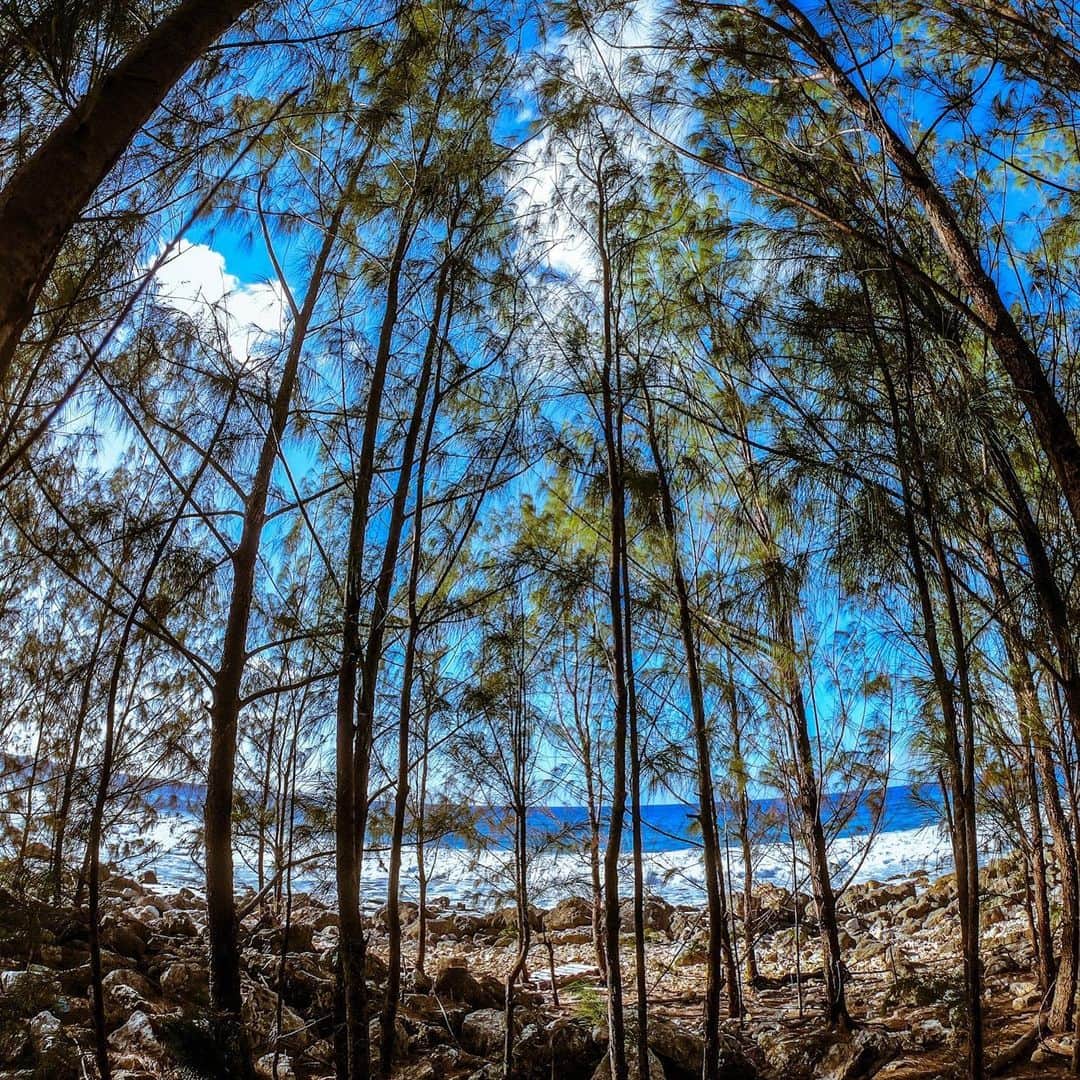 グアム政府観光局さんのインスタグラム写真 - (グアム政府観光局Instagram)「日本から1番近いアメリカのグアムでは、木々の中から見える青のグラデーションがこんなに綺麗なんです🏝☀️✨ 綺麗な場所で写真を撮ったら#instaguam と#instaguam_cp のハッシュタグもお忘れなく😊JCBギフト券が当たるチャンスです！  #グアム #guam #自然 #海 #木々 #nature #nature_good #instaguam」6月18日 15時59分 - visitguam_jp