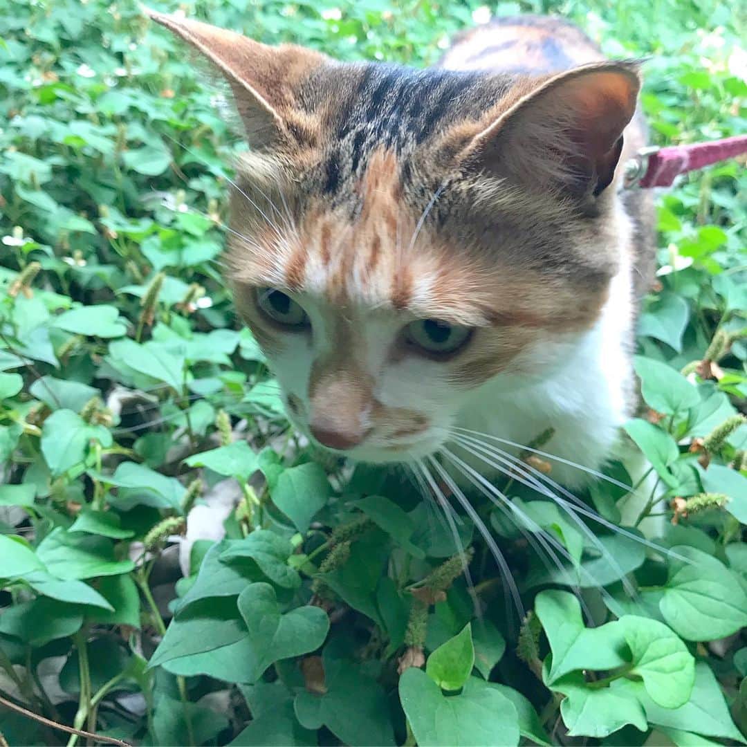 山田稔明さんのインスタグラム写真 - (山田稔明Instagram)「実はきれいになったのは庭の一部だけであり、どくだみの海はなくなったりなんかしていないのです。うちの庭は意外と広い…。 #ポチ実 #三毛猫」6月18日 16時38分 - toshiakiyamada