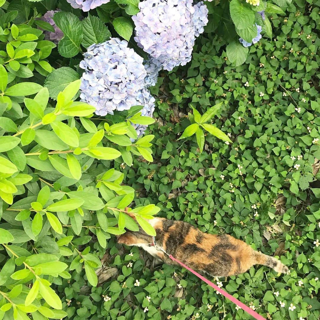 山田稔明さんのインスタグラム写真 - (山田稔明Instagram)「実はきれいになったのは庭の一部だけであり、どくだみの海はなくなったりなんかしていないのです。うちの庭は意外と広い…。 #ポチ実 #三毛猫」6月18日 16時38分 - toshiakiyamada