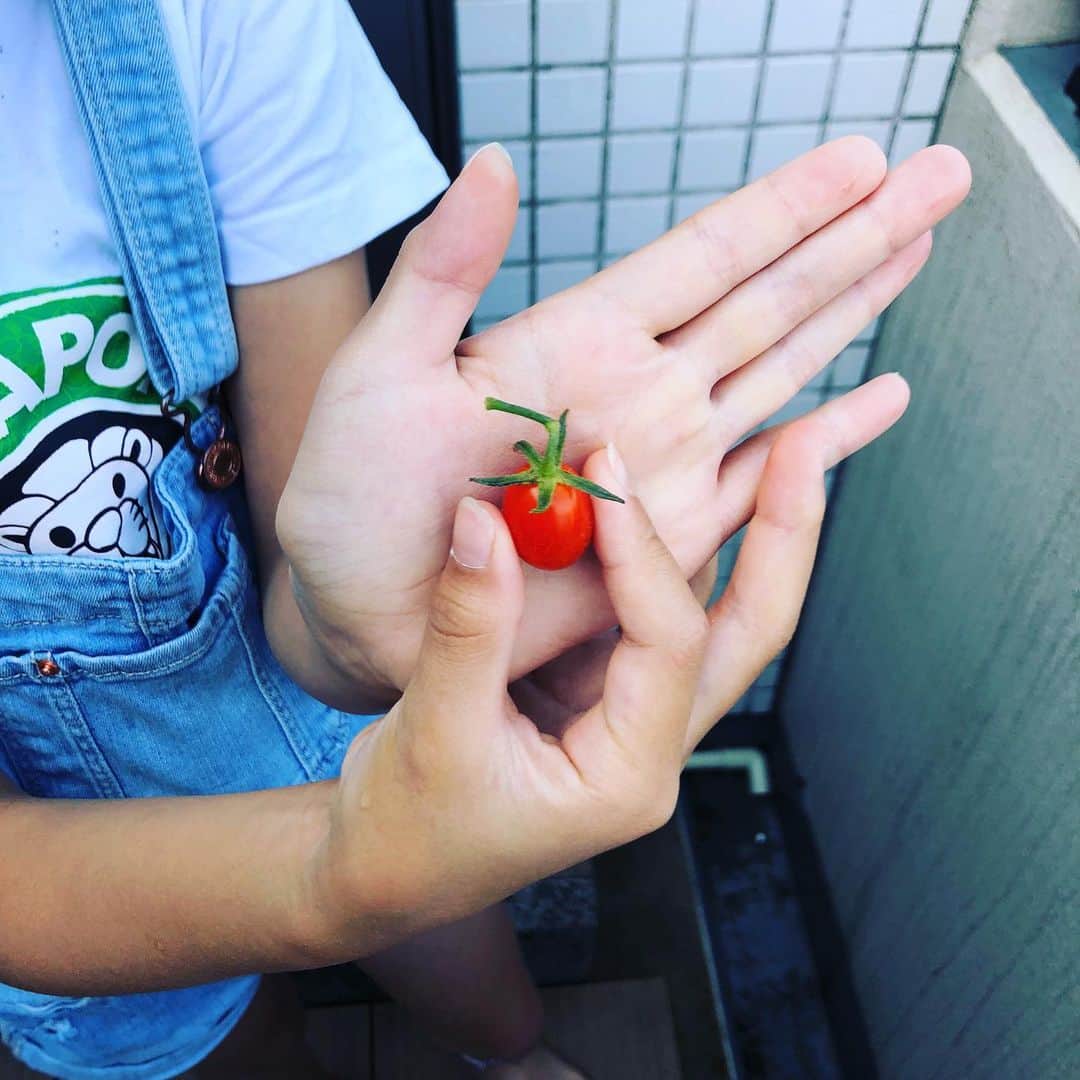 青木さやかさんのインスタグラム写真 - (青木さやかInstagram)「初収穫です #トマト」6月18日 7時57分 - sayaka___aoki