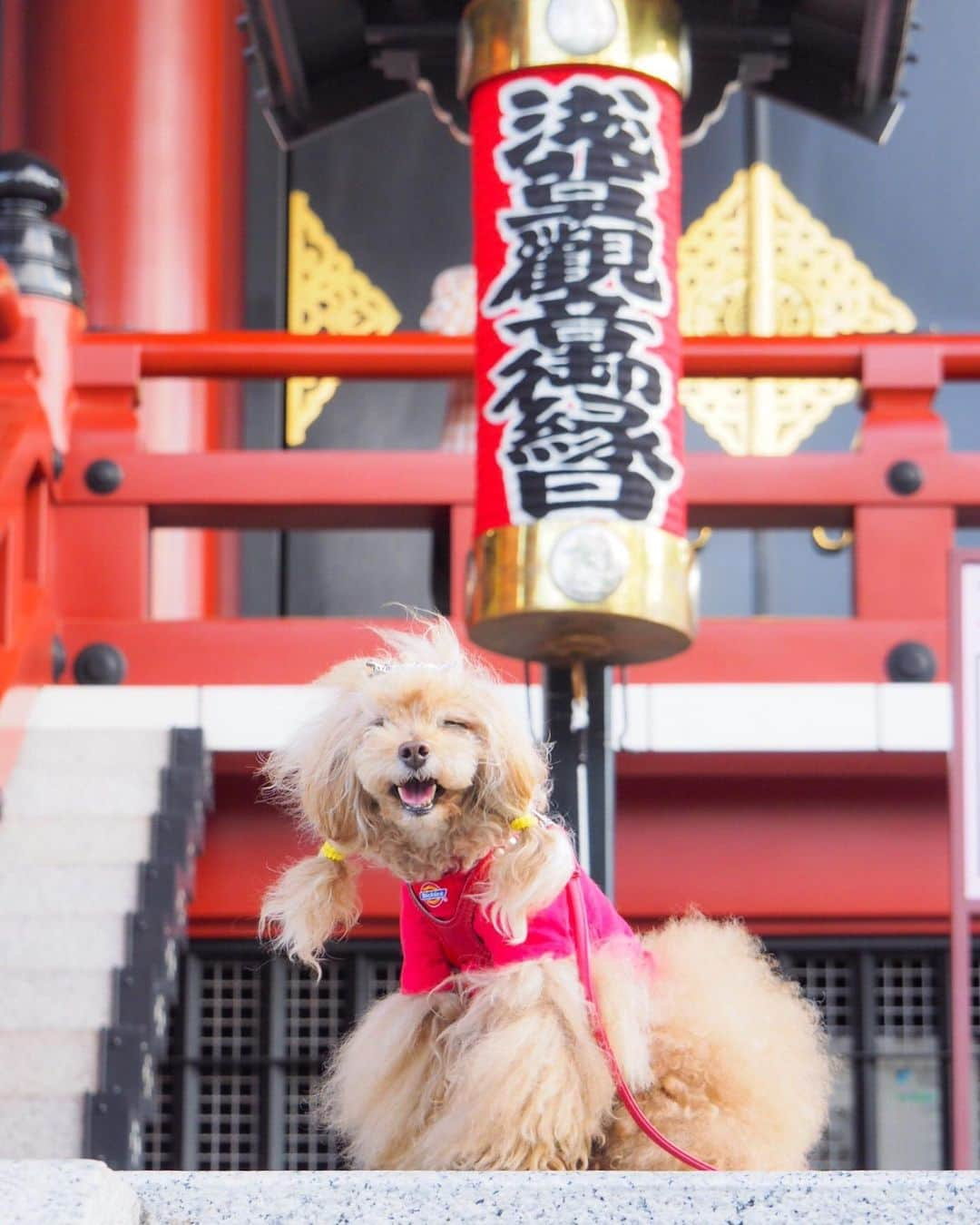 Toypoodle Mikuru?Asakusa Tokyoのインスタグラム