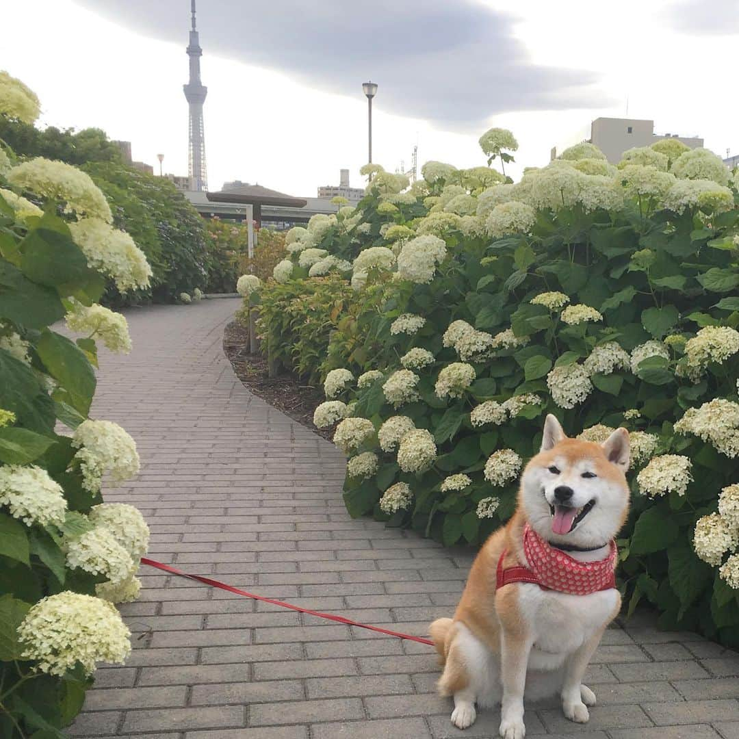 てんパパのインスタグラム