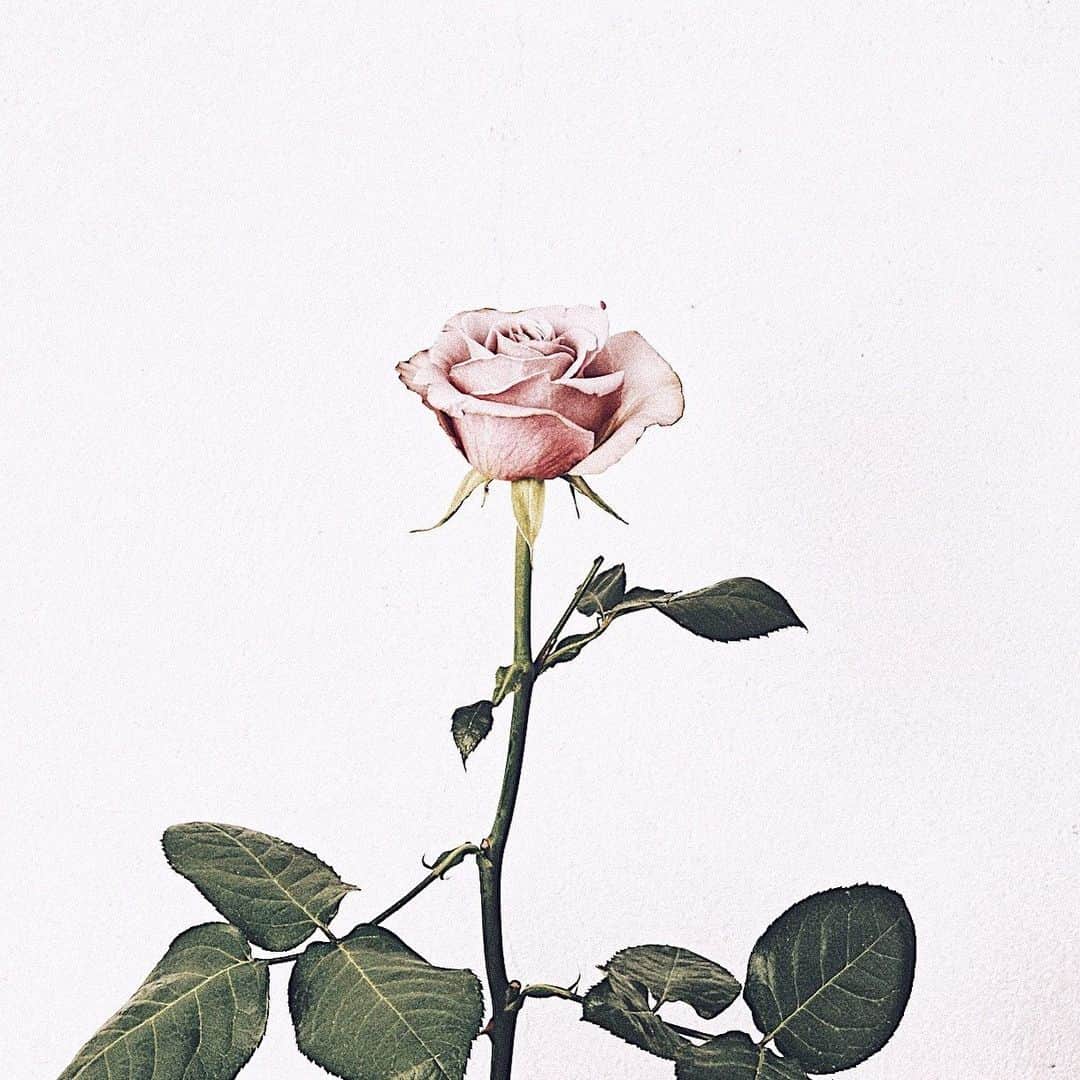脱毛専門サロンlacoco/ラココのインスタグラム：「Create me. ありのままのわたしをつくる🌹  #LACOCO #ラココ #lacocosalon #脱毛サロン #脱毛 #全身脱毛 #ルミクス脱毛 #SHR方式 #LUMIXA9 #beauty #createme #bereal」
