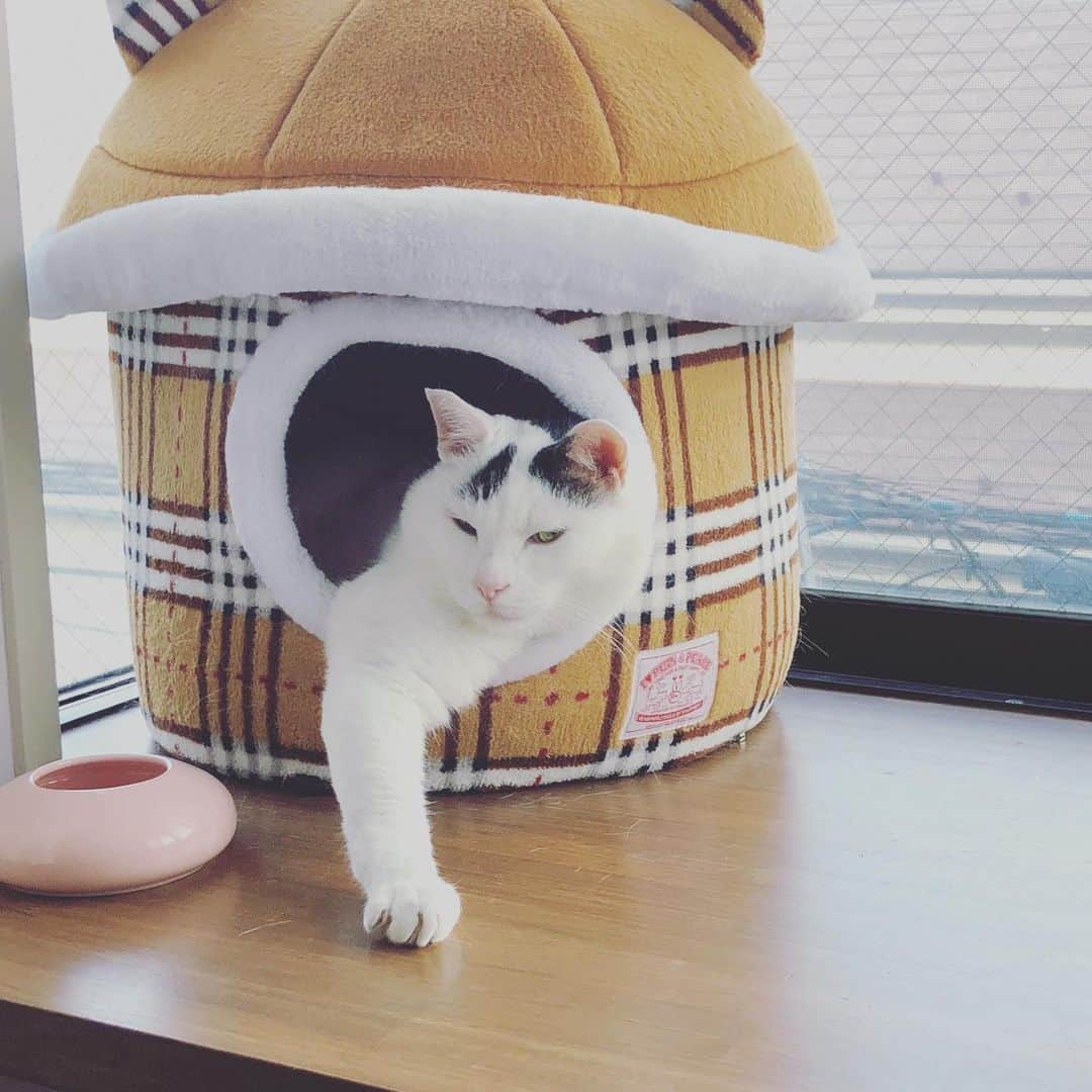 Siznaのインスタグラム：「#dura #cat #づら #猫 #sizna #雑種 #元地域猫 #ヅラ #ヅラ猫 #ヅラ猫部 #にゃんスタグラム #猫変態を増やそうの会 #アー写かな？」