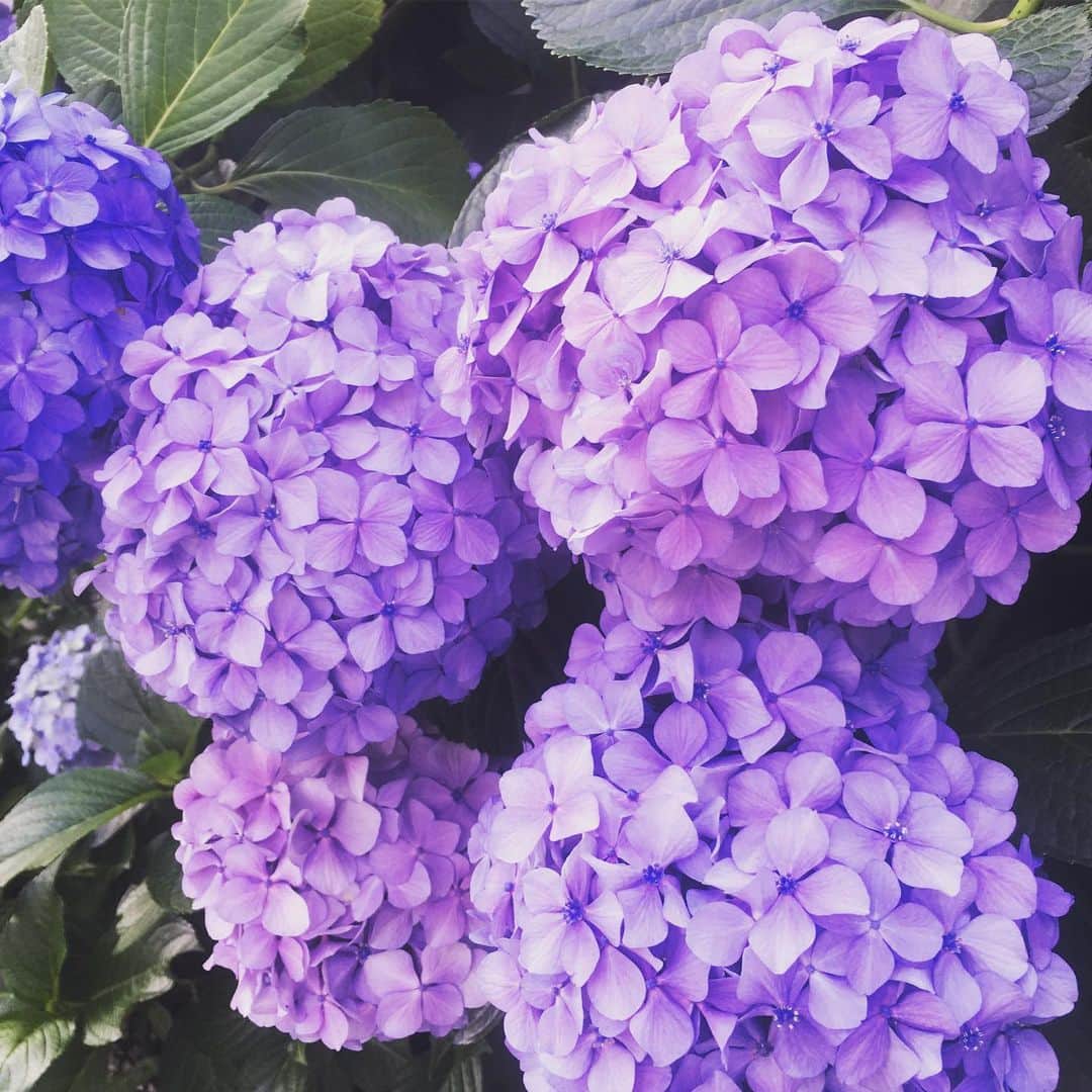 otona MUSEさんのインスタグラム写真 - (otona MUSEInstagram)「いいお天気ですね。 紫陽花がキレイ✨  #otonamuse#オトナミューズ#ミューズ編集H#紫陽花」6月18日 9時17分 - otonamuse