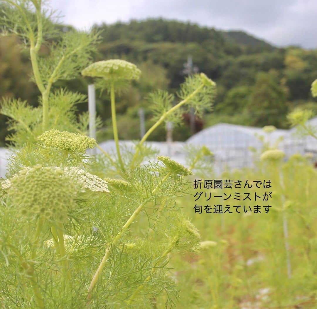 雑誌『花時間』さんのインスタグラム写真 - (雑誌『花時間』Instagram)「おはようございます。先週末、遠足に行ってきました。行き先は千葉・南房総市。日本有数の切り花産地です。訪ねたのは、切り花アジサイでその名を知られる『青木園芸』さんと、ヒマワリとハーブ、草花の『折原園芸』さん。そしてカーネーションの鈴木浩仁さんの圃場です。なかでも驚いたのが、青木園芸さんでの見渡す限りに広がるアジサイ風景でした。これは現実？なんて（笑） 聞けば、アジサイのハウスだけでも延べ面積3000坪！基本的な管理をオートメーション化することで、わずか6名で切り盛りしているそうです。そして、静かに語る人、熱く語る人…語り口はさまざまでも、どの生産者さんもとても情熱的。人を惹きつける花がこの地で生まれる訳が、ほんの少しわかったような気がします。皆さんも花屋さんへ行きましょうね。私も行きます🏃‍♀️🏃‍♀️🏃‍♀️ では、本日も元気smile😊😊😊で頑張りましょう！  by ピーターパン  @orihara10  #hana #flower #flowers #flowerslovers #flowerstagram #花時間 #花時間2019  #花好き #花藝 #花好きな人と繋がりたい #花が好きな人と繋がりたい #花のある生活 #花のある暮らし #青木園芸 #折原園芸 #鈴木浩仁 #アジサイ #グリーンミスト #カーネーション #南房総 #アジサイの季節  #botanicallife #花屋さんへ行こう」6月18日 9時40分 - hanajikan_magazine