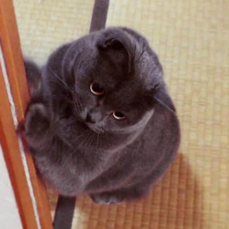 チキン南蛮カレーのルウ王子のグルメインスタ