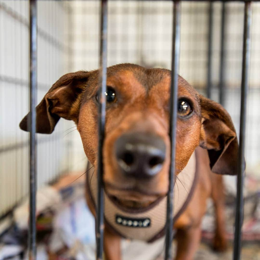 ニューオーリンズ・セインツさんのインスタグラム写真 - (ニューオーリンズ・セインツInstagram)「Alex Anzalone is passionate about animal rescue and frequently visits Animal Rescue New Orleans. He volunteers his time with ARNO in hopes of helping find shelter animals permanent homes. Take a look at his most recent visits by clicking our link in bio. - #Saints #animalrescue」6月18日 10時18分 - saints