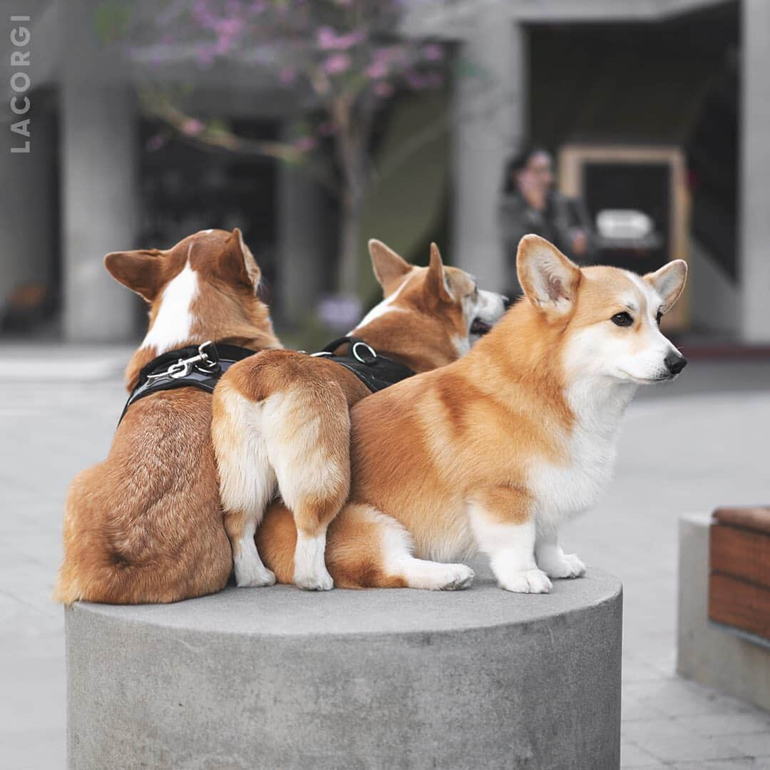 Geordi La Corgiさんのインスタグラム写真 - (Geordi La CorgiInstagram)「IF IT FITS I SITS. ⁣⁣⁣ (Can you guess who that butt belongs to? 🍑🤔) .  Correct answer: Morty on the far left and Mapol in the middle!」6月18日 10時57分 - lacorgi