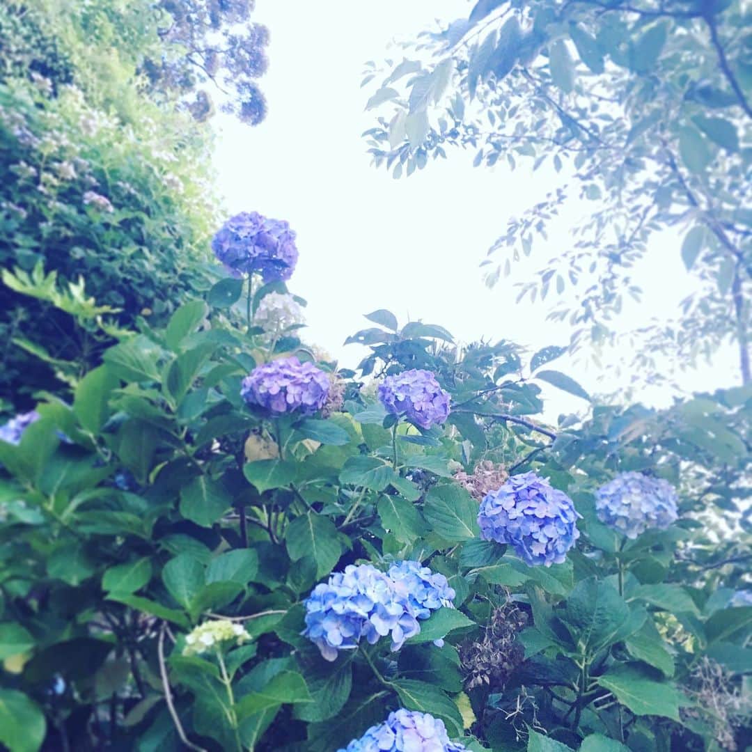 南壽あさ子さんのインスタグラム写真 - (南壽あさ子Instagram)「紫陽花の季節  #あじさい #紫陽花 #hydrangea #flora #flower」6月18日 10時54分 - nasuasaco
