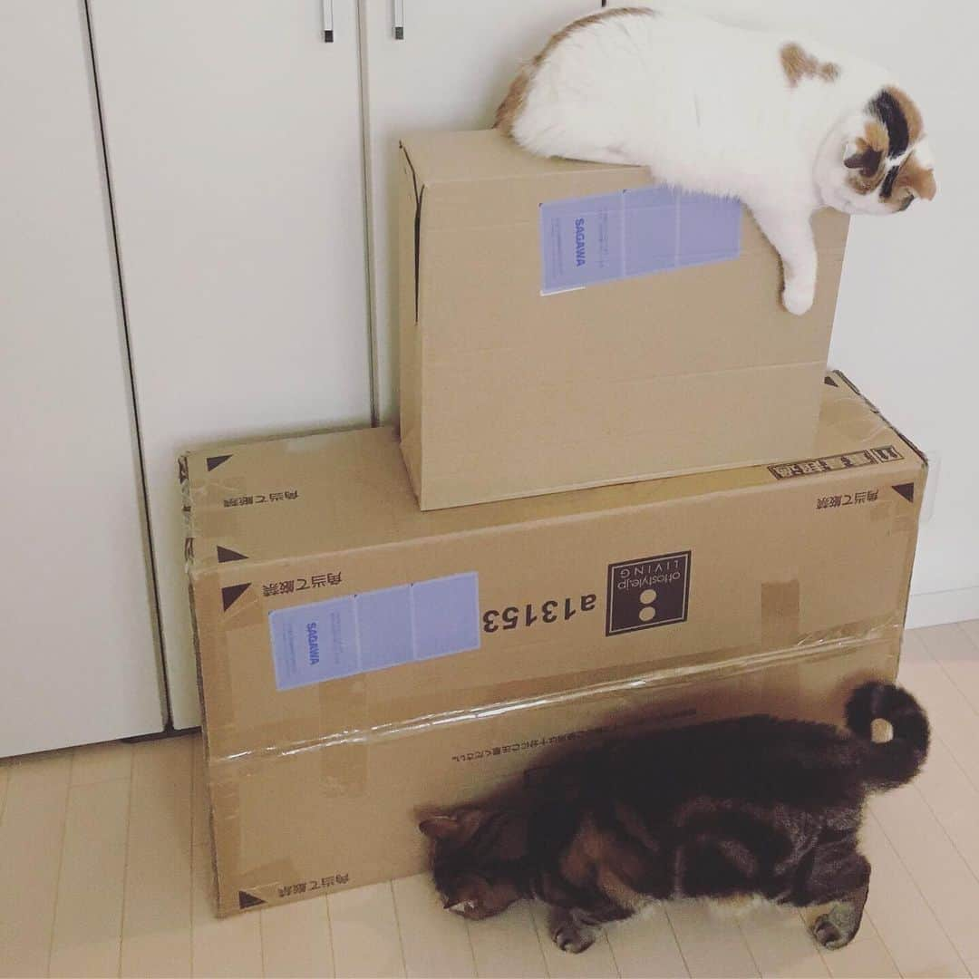 ありす & まりあさんのインスタグラム写真 - (ありす & まりあInstagram)「What's inside? 📦 何かにゃ♪」6月18日 10時58分 - riesato.16