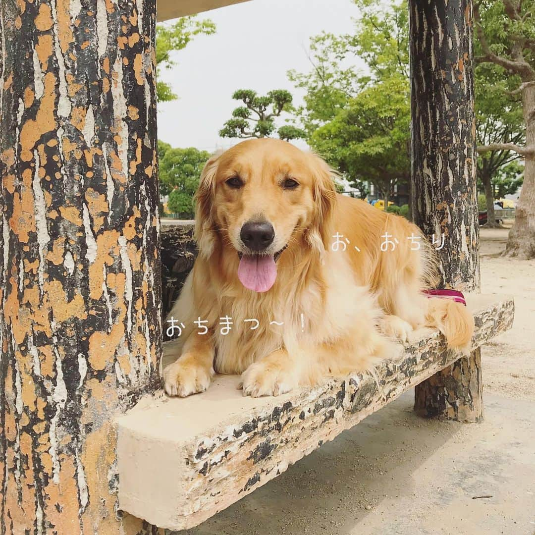 ikumiさんのインスタグラム写真 - (ikumiInstagram)「* * 6/18/2019 . 先週も今週も夫はゴルフ⛳️ お仕事ゴルフも大変そう。 . 近くの公園 誰もいなさそうな時間を狙って ボール遊び♩ ロングリード使って遊んだけど まさかの2回であきたVivi😩 暑いんだって〜。 影で休憩して帰ろ〜。 * * #goldenretriever#instadog#犬バカ部#ふわもこ部#大型犬のいる暮らし#ぴーすっ子#2019年6月」6月18日 11時20分 - ikumi.betty_jupiter