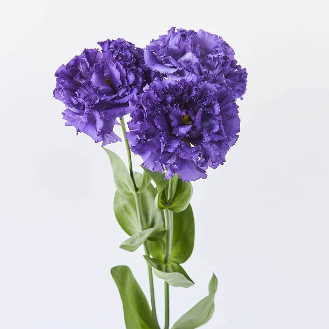 青山フラワーマーケットさんのインスタグラム写真 - (青山フラワーマーケットInstagram)「リシアンサスの品種をご紹介▷▷ - - 花の中でも群を抜く品種数を誇るリシアンサス。 - 野生種が日本に持ち込まれた1930年代には一輪咲きの紫色のみでしたが現在では300を超える品種が生み出されています。 - 今日は、そのなかでも代表的な7つの品種をご紹介します。 - - 写真①　ボヤージュブルー 写真②　セレブリッチホワイト 写真③　アンバーダブルホップ 写真④　マキアルージュ 写真⑤　セレブオーキッド 写真⑥　アンバーダブルマロン 写真⑦　ピンクフィズ - - この中で、あなたが気になったのはどの品種でしたか。店頭には他にも花色や咲き方の違うリシアンサスがあるので、種類ごとに違いを比べて楽しんでみてくださいね。 - - - #リシアンサス#トルコキキョウ#フリルフリルフリル#青山フラワーマーケット#花のある暮らし #lisianthus#flower#flowerpic#aoyamaflowermarket」6月18日 11時27分 - aoyamaflowermarket