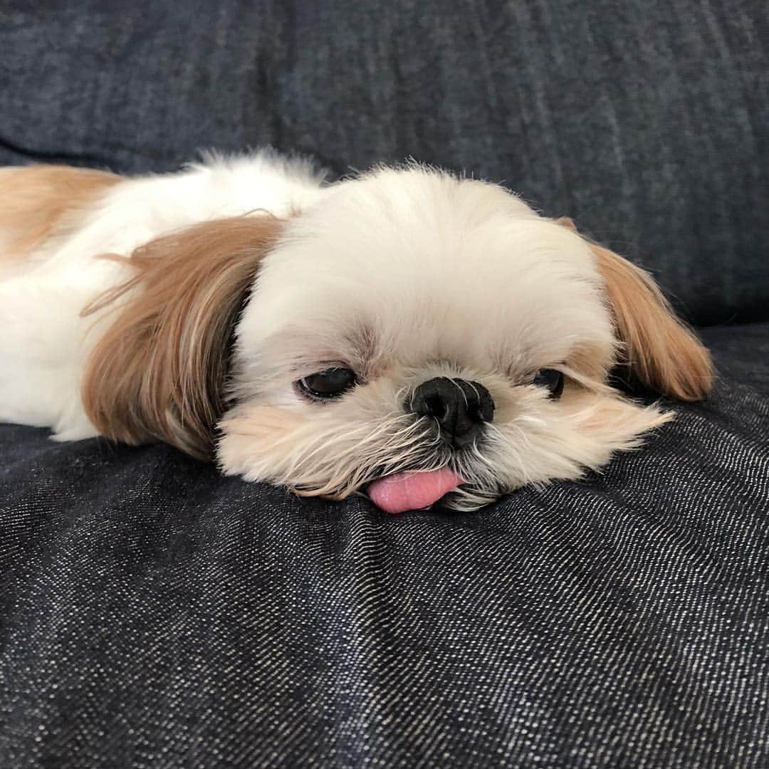 いりこのインスタグラム：「ぺたんこ💕」