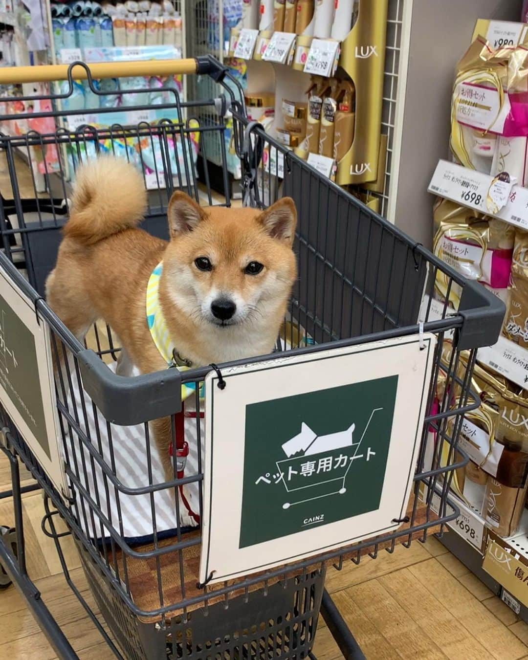 豆柴 サニーちゃんさんのインスタグラム写真 - (豆柴 サニーちゃんInstagram)「. . Good morning〜おはよ〜🐻🌷🛒 . 昨日は実家に行く前に カインズホームへ🛒 . カート🛒では、お利口さんにしている サニーちゃん☺️ いっぱい買うとスペース狭くなっちゃうよね〜 . 通り過ぎる人に お利口さんね、かわいいね💕って 言ってもらえて、なでなでしてもらって ご満悦なさにたんでした🐻 . . 1枚目、さにたん横の 色んなレモンチューハイ🍋 飲み比べセット🍋 実家の私の母にプレゼントです😆 . . #カインズホーム大好き #カート大好き犬 #お利口さんにできるかな #立つと足が短い #ボリューミーな尻尾 #もふもふ後頭部 #レモンチューハイ🍋 . #柴犬#豆柴 #赤柴 #まめしばいぬ#まめしば#いぬのきもち#ふわもこ部 #サンデイ#サンデイいぬ#anicas#shiba_snap #shibainu #shiba#mameshiba#shibastagram #豆柴サニーちゃん」6月18日 11時47分 - sunny_rei_32