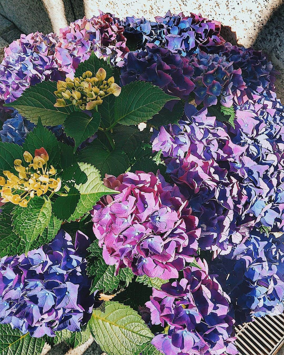 pisatamagoさんのインスタグラム写真 - (pisatamagoInstagram)「やっぱりまるーく咲く紫陽花大好き💕 日陰の花なんて言われてるようですが、美しいです👏🏻💖 ☻ ☻  #flowerlovers#flowergram#梅雨#紫陽花#アジサイ#purple#blue#blueflower#purpleflower#japan#hydrangea#hydrangeas#milliondollarflower#flower#flowers」6月18日 12時15分 - audreysunnyday