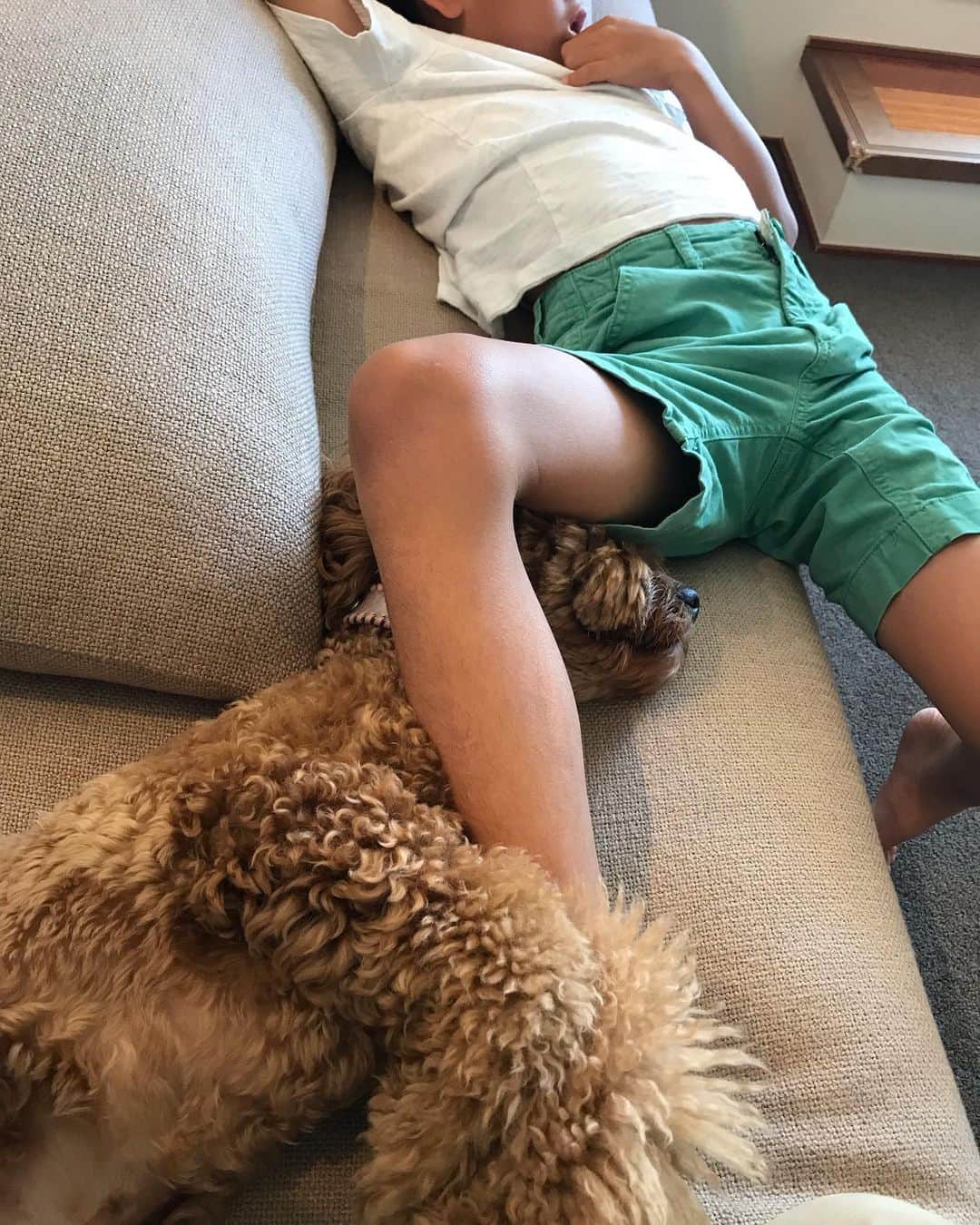 森上亜希子さんのインスタグラム写真 - (森上亜希子Instagram)「これは寝やすいのかぁ？！ 息子の足の間でしばらく寝てました。笑  #コッカプー  #男の子 #mix犬 #人好き #でも #ビビり犬  #2児のママ #tennis #tennisplayer #テニス」6月18日 12時25分 - akiko_morigami