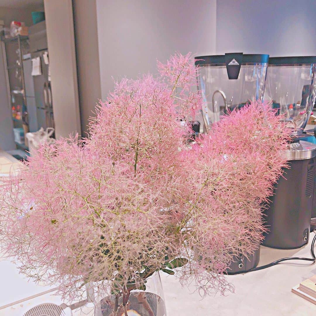 山根涼羽さんのインスタグラム写真 - (山根涼羽Instagram)「・ おすすめの映えスポット 教えてください ❥❥ ・ #花 #ピンク #pink  #映えスポット #行けば #instagram #成り立つ #説」6月18日 12時28分 - suzuha48yamane16