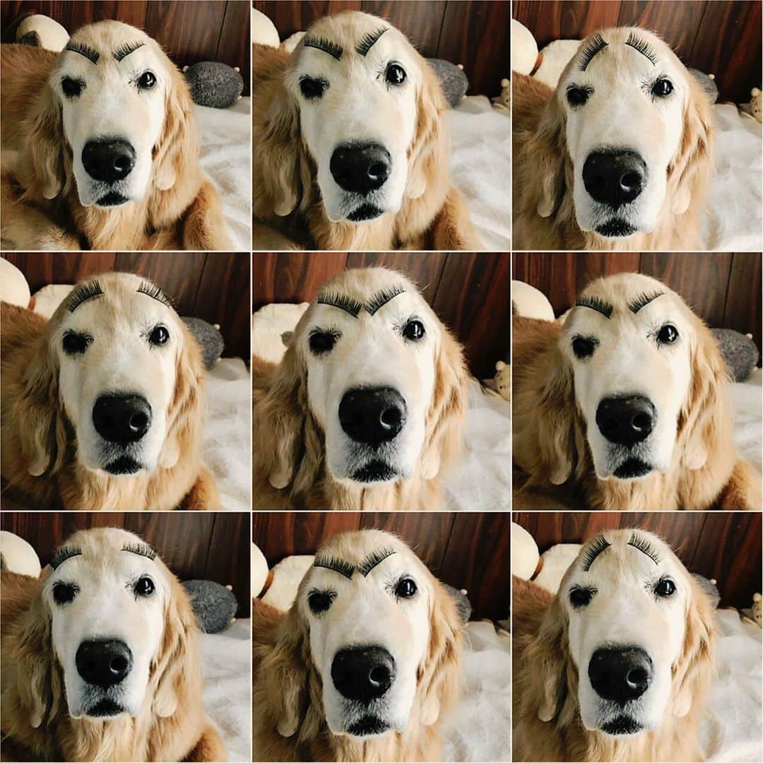 kei515yuさんのインスタグラム写真 - (kei515yuInstagram)「6年前と今日。 The first one is 6 years ago, the second is today. #dogsofinstagram #ゴールデンレトリバー #ilovegolden_retrievers #retrieversgram #petscorner #insta_animal #dog_ofinstagram #insta_dogs #gloriousgoldens #retriever #goldenretriever #犬バカ部 #igdog #gryuuko #topdogphoto #repost_ezyjp #retrieveroftheday #dogscorner #weeklyfluff #thedailygolden #dog_features #excellent_dogs #pecoいぬ部 #高齢犬14歳 #前庭疾患 #シニア犬」6月18日 12時34分 - kei515yu