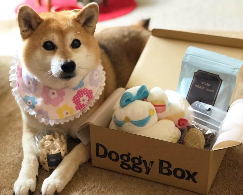 くるみさんのインスタグラム写真 - (くるみInstagram)「. doggy boxが届きました😆  @doggybox_jp  Doggy Boxは毎月新しいテーマで、ワンコのためのおもちゃとおやつが届くお楽しみＢＯＸ！ .  下町ではなかなか買えないおもちゃや安心でナチュラルなお菓子が小分けに（ここ大事！） なって届くので、ドナさんも飼い主もほんとに助かってます♪ .  近所のスーパーじゃ買えない美味しそうで安心なおやつ～♪ ご興味ある方はぜひ見てみて下さいまし。  今月のテーマはジューンブライドかな。  ①おもちゃ→　おっきなウエディングケーキ！（中に鳴き笛入り） 顎の強いドナさんも満足のフワフワと丈夫さ ②ローカロリークラッカーアロニア にゃんと生地に寒天が入っていて繊維質豊富なうえにローカロリー♪  ③ふりふり 鹿そぼろ　丹波産の鹿肉でドナさんの大好きDOG TREEのおやつ。ごはんにもトッピングしやすい！さらにDHA・EPAが豊富で、アレルギーを抑え、ガン予防に効果的だそう。 ④馬肺ダイス（あの、みちのくファームのおやつ♪軽い食感なのが嬉しい♪） . .  よいお品ばかりでしたので、ぜひチェックしてみてね～☺️☺️☺️ . . #ドギボ #doggybox」6月18日 12時58分 - kurukurukurumi222