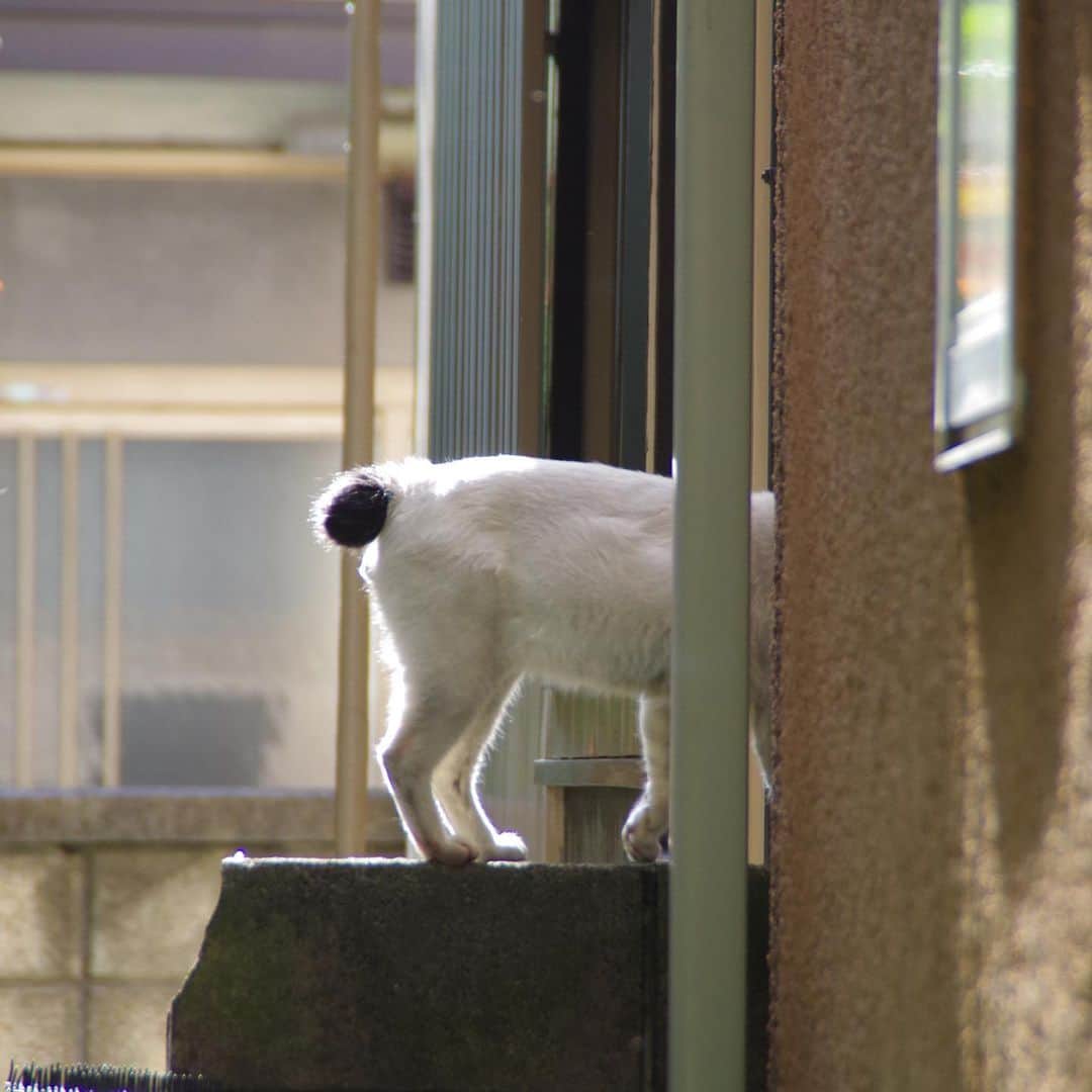 Kachimo Yoshimatsuさんのインスタグラム写真 - (Kachimo YoshimatsuInstagram)「朝ごはん食べ終わって、帰って行きました。  Nanakuro went back home after eating breakfast.  #uchinonekora #nanakuro  #neko #cat #catstagram #kachimo #猫 #ねこ #うちの猫ら http://kachimo.exblog.jp」6月18日 13時01分 - kachimo