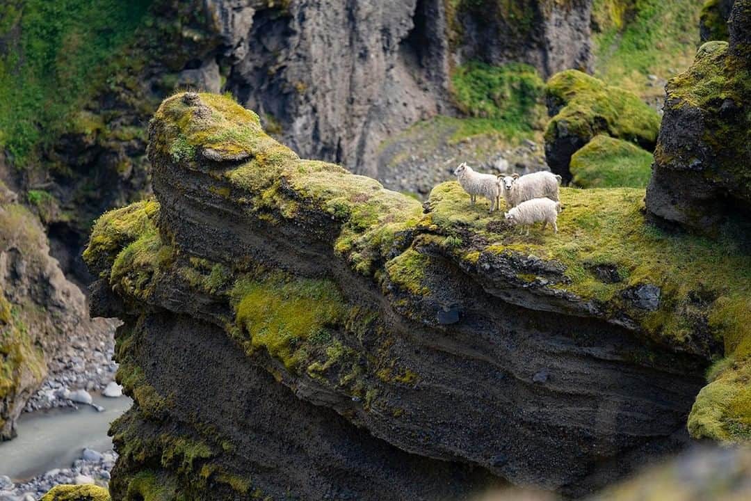 National Geographic Travelさんのインスタグラム写真 - (National Geographic TravelInstagram)「Photo by @mborowick | Sheep in Iceland roam free during the summer months. They travel near and far from their home farms, sometimes walking as far as 500 miles to explore the island. #iceland #waterfall #canyon #adventure #explore」6月18日 13時06分 - natgeotravel