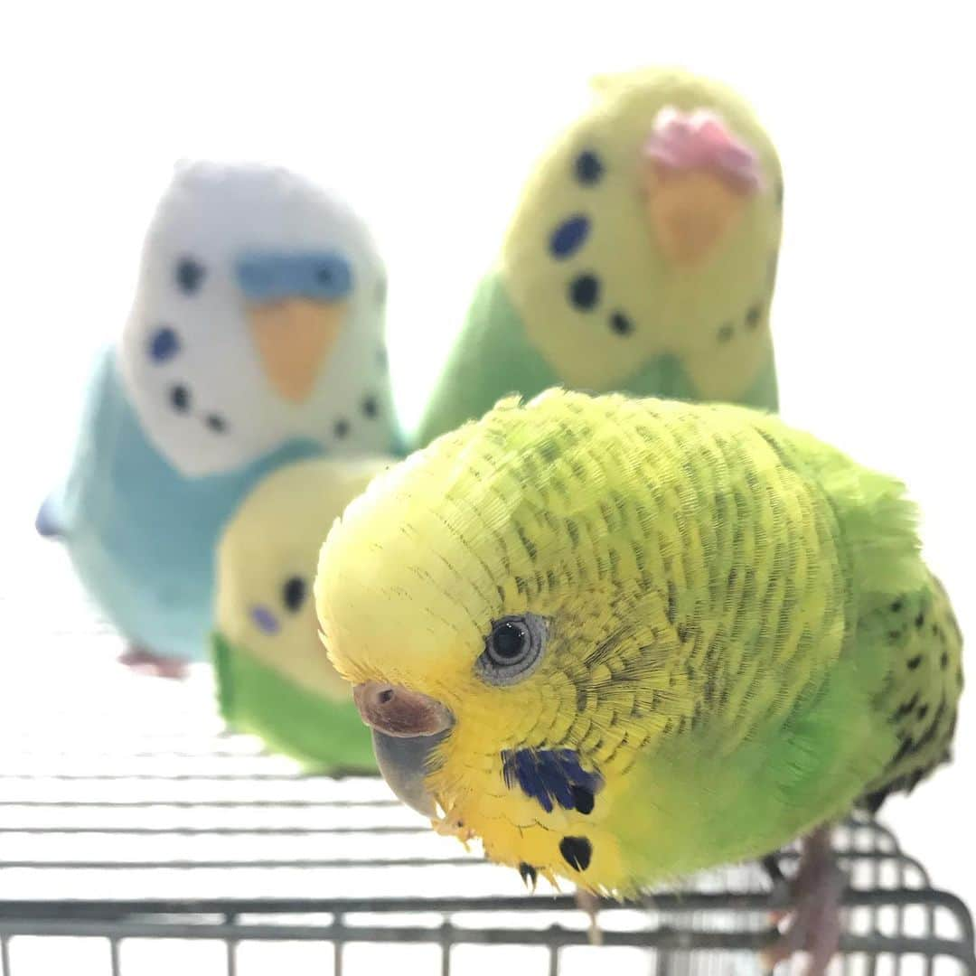 peace_0322さんのインスタグラム写真 - (peace_0322Instagram)「#インコ#セキセイインコ#ふわもこ部 久しぶりのお友達🐤 ちょっと恥ずかしいかなぁ」6月18日 13時19分 - peace_0322