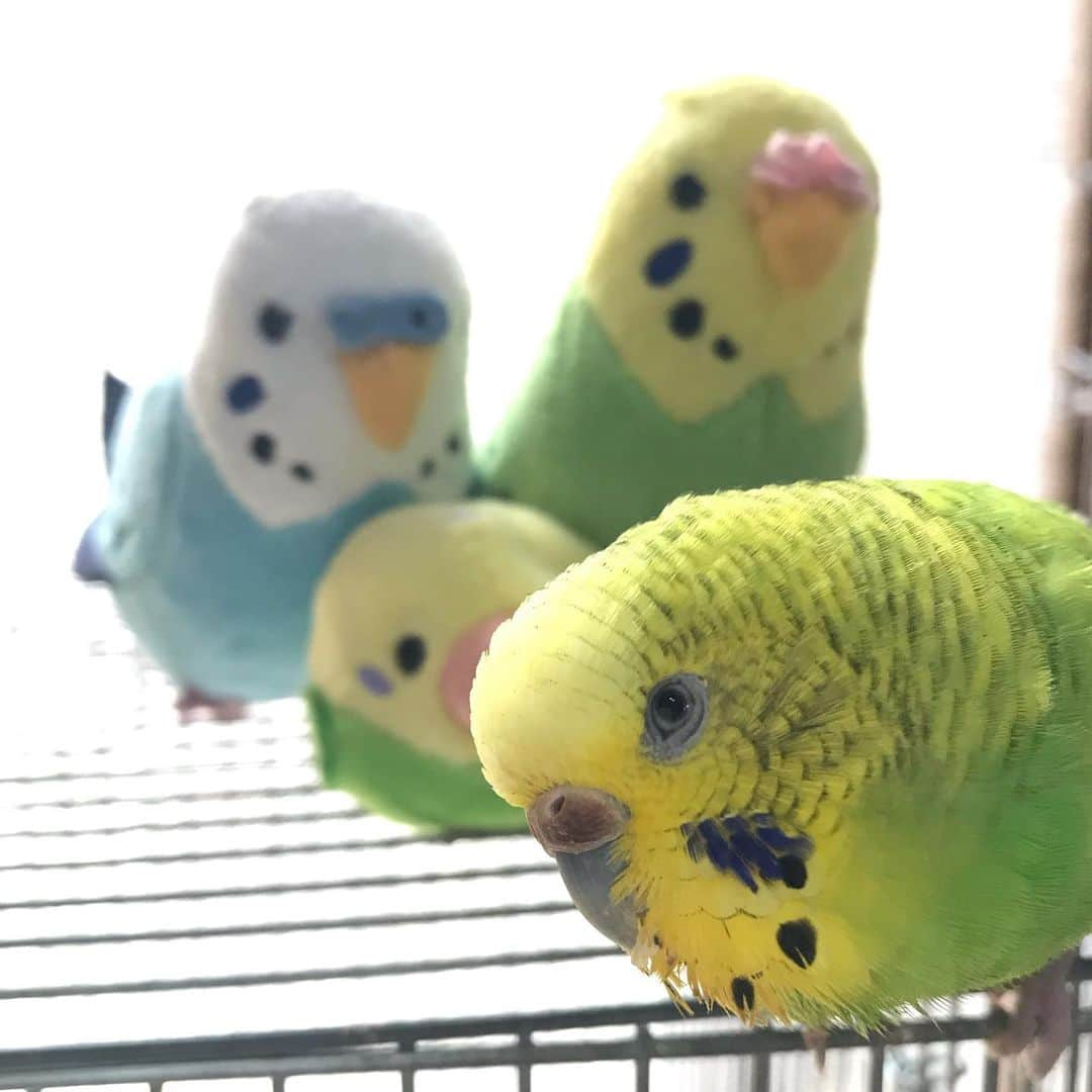 peace_0322さんのインスタグラム写真 - (peace_0322Instagram)「#インコ#セキセイインコ#ふわもこ部 久しぶりのお友達🐤 ちょっと恥ずかしいかなぁ」6月18日 13時19分 - peace_0322