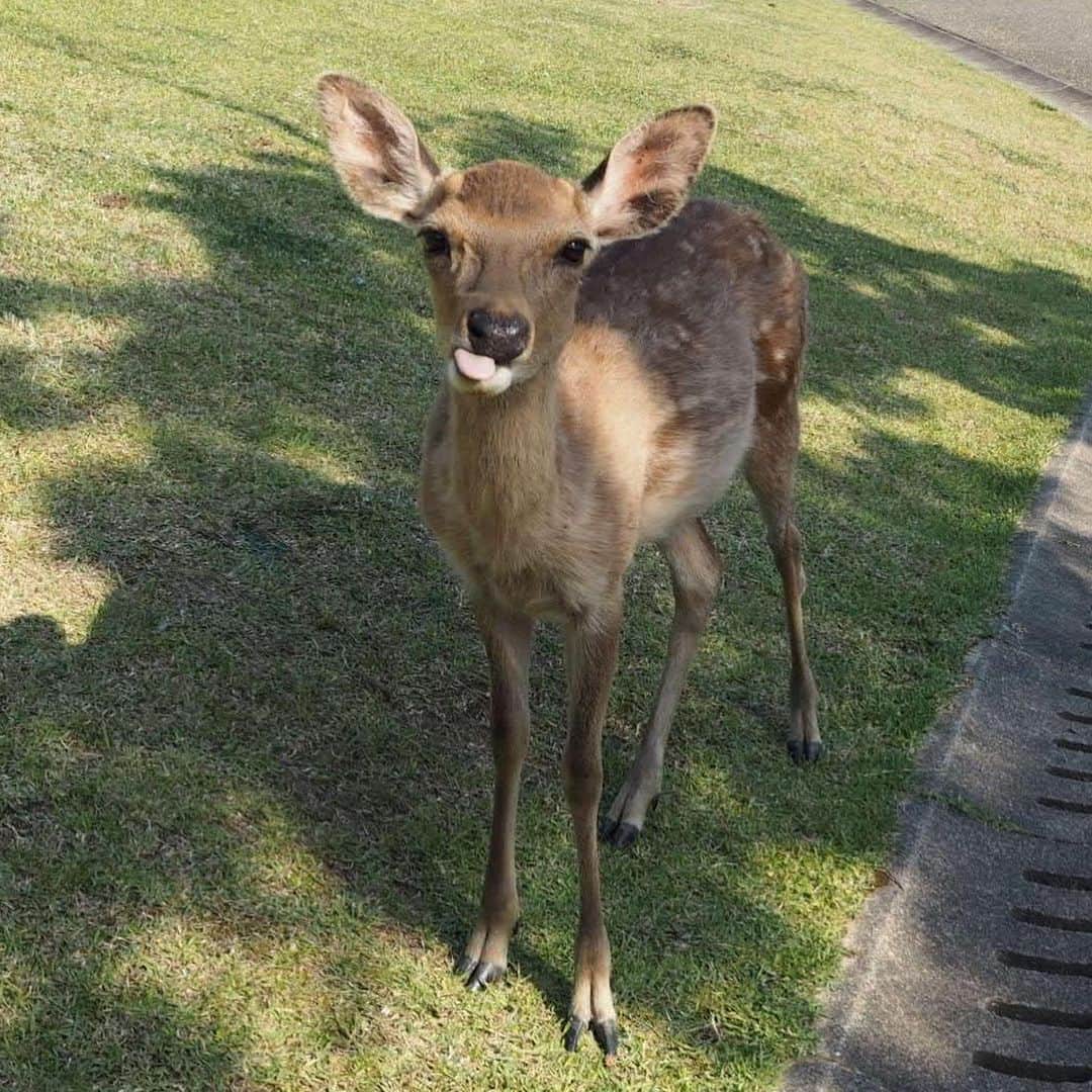 テレ朝newsさんのインスタグラム写真 - (テレ朝newsInstagram)「そして、奈良といえば、鹿です！暑い日だったので、鹿もちょっとぐったりして、日蔭で休んでいました。そこを狙って、ちゃっかり写真を収めました。 . . #おでかけゴーちゃん。#テレビ朝日 #テレ朝 #news #六本木 #東京 #japan #follow #テレビ #テレビが好きな人と繋がりたい #写真 #写真好きな人と繋がりたい #photography #nofilter #ゴーちゃん #ごーちゃん #panda #おでかけ #fun #travel #奈良 #春日大社 #Nara #鹿 #Deer #暑い」6月18日 13時43分 - tv_asahi_news