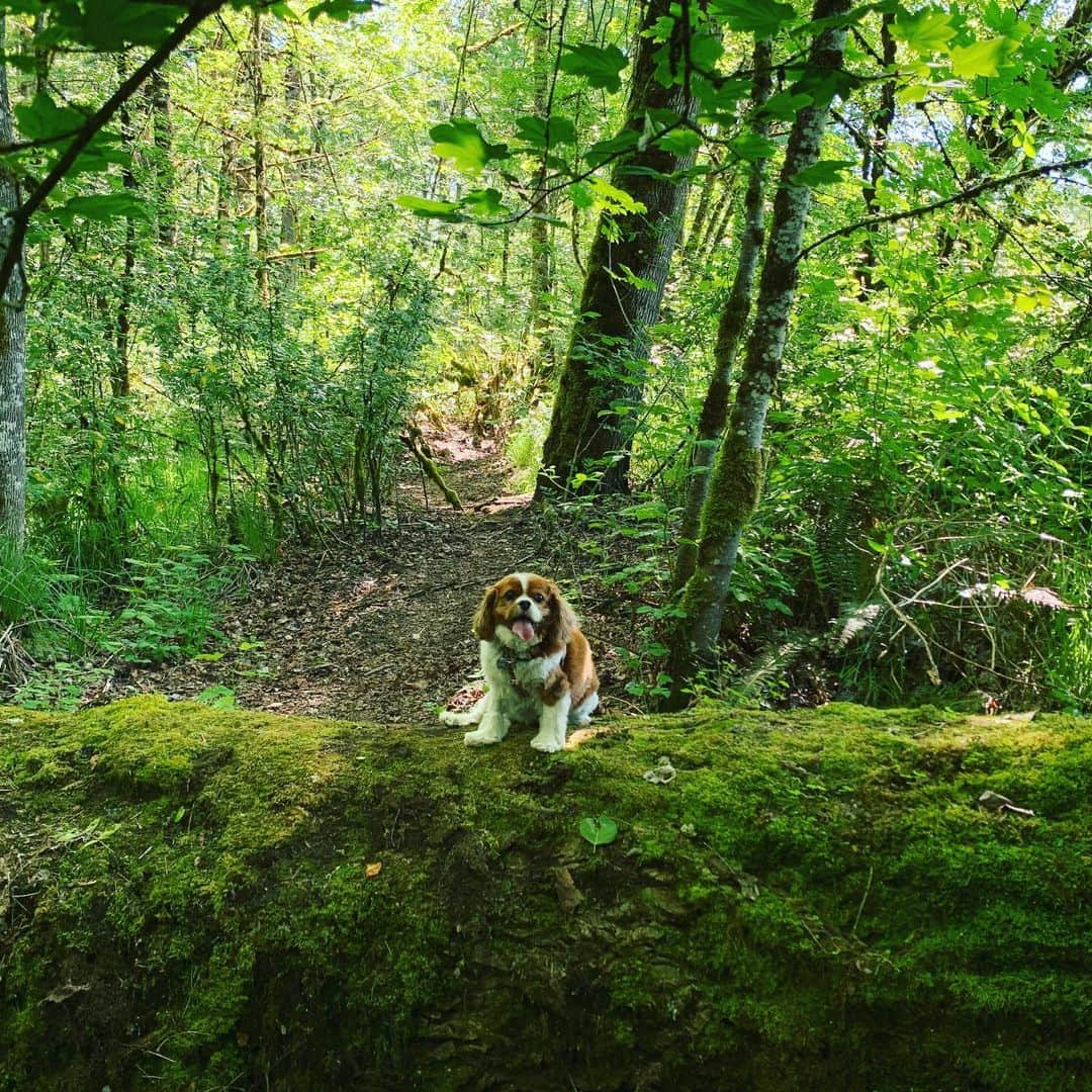 セス・ローゲンさんのインスタグラム写真 - (セス・ローゲンInstagram)「Zelda in the woods.」6月18日 13時39分 - sethrogen