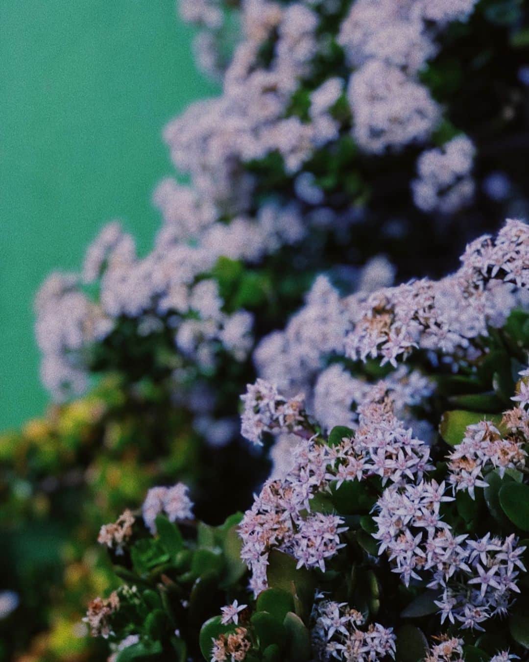 吉田朱里さんのインスタグラム写真 - (吉田朱里Instagram)「Flowers」6月18日 13時52分 - ally_akari_yoshida
