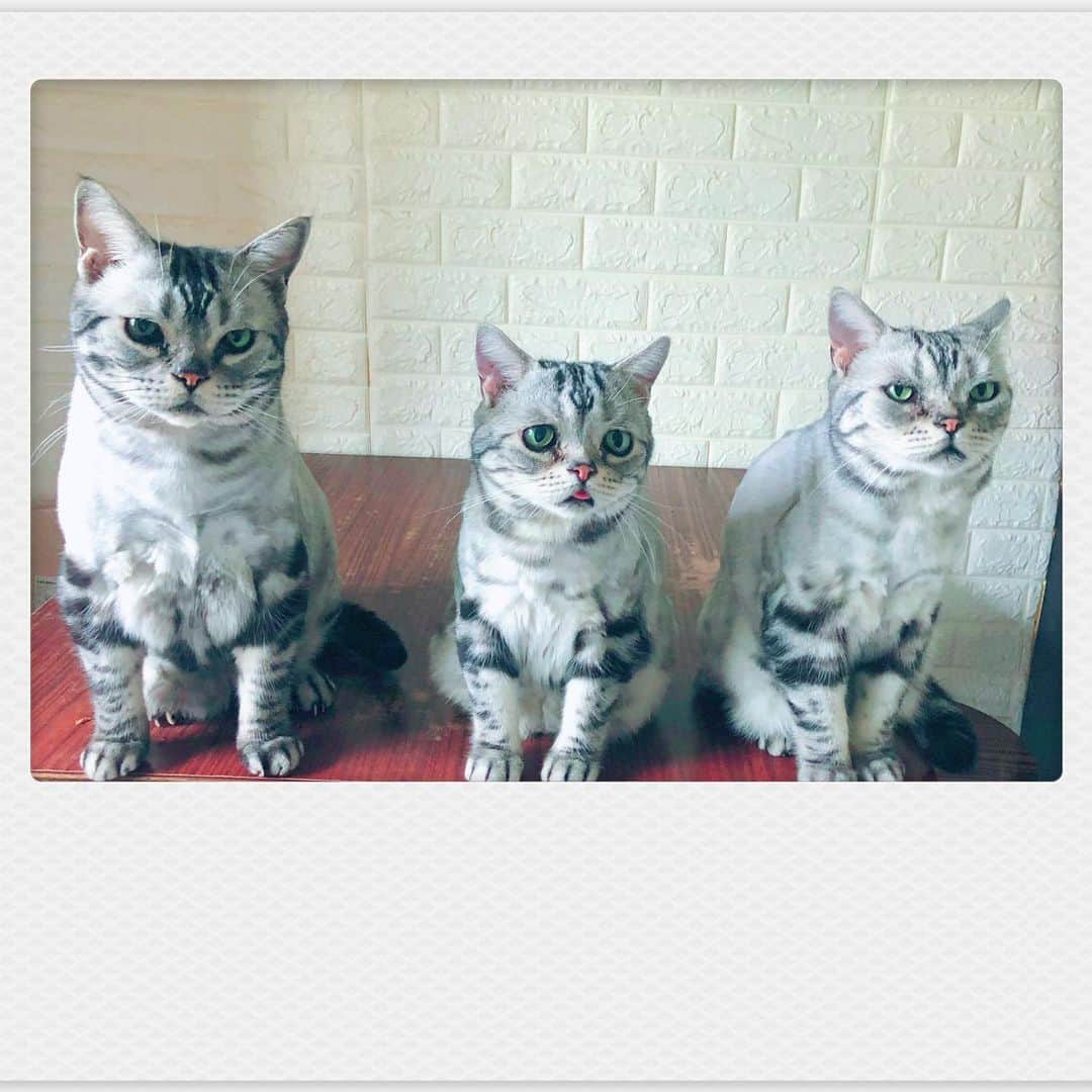 ルフさんのインスタグラム写真 - (ルフInstagram)「#luhu:"I always be sad 😞 face,my brother #bardie always be mad 😠 face..." - - #cats #cute #sadcat #madcat #angels #adorable #lovely #funny #kitty」6月18日 14時28分 - lanlan731