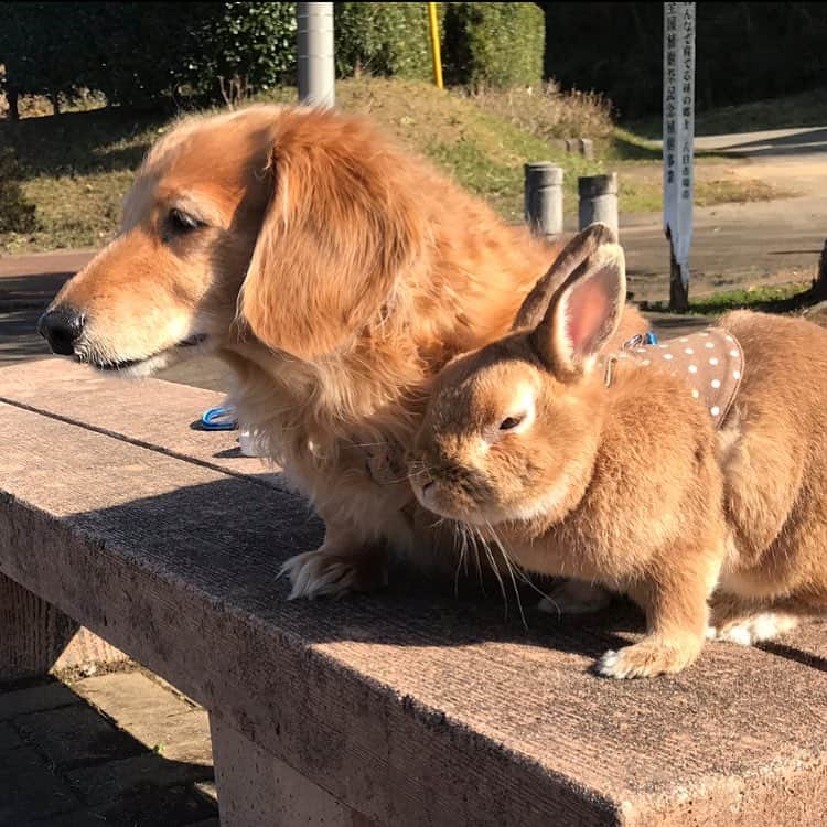 Chieko Shibutaさんのインスタグラム写真 - (Chieko ShibutaInstagram)「たろー🐶&うじゃこ🐰地方☀ あさんぽ🌿 たろー！ あれ？ あめじゃなさったね😊 美味しい　サラダ　探して　探検💨🐰☆彡 💕✨🐶🍀🐰✨💕 #dachshund #dachshunds #dachshundlove #dog #dogs #doglove #instadog #instagram #instagood #pet #pets #petsagram #cute #cutepe #cutepet #cutedog #cuteanimals #likes #09076999576 happy #smile #rabbit #ラビット #ミニュチュア #ミニュチュアダックス  #ミニュチュアダックスフント #うさぎ部 #うさぎ #ダックス #ダックスフンドロングヘアー#ねざーらんどわーふ」6月18日 14時29分 - chieko.81