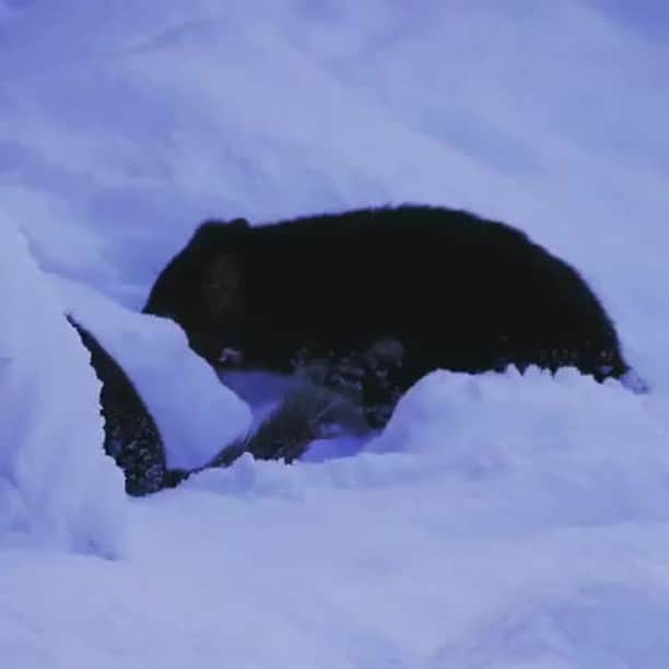 Australiaさんのインスタグラム動画 - (AustraliaInstagram)「🎶 Do you wanna build a