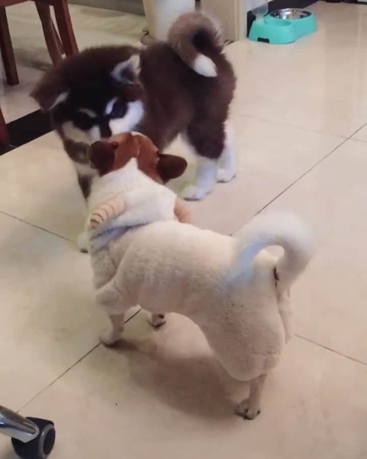 husky and malamuteのインスタグラム：「Grow up with you.😛😛 follow @alaskandaily （Twitter：alaskandaily）for more cute pic and video.😜 ……………………………………………………………… Each video was approved by the original author. But  don't have a Instagram account. We are first one post those video. So watermark credit @alaskandaily ……………………………………………………………… #alaskan#malamute#alaskanmalamute#alaskanhusky#malamutesofinstagram#puppylife#puppylove#puppydog#puppylover#dogdays#malamutepuppy#huskies#huskeypuppy#huskeiesreq#siberian#huskeiesofig#dogslife#dogsofnyc#cutedog#cutedogs#huskeypics#huskeylovers#huskygram#huskeylove#huskiesofinstagram#dogsofnyc#husky#狗」