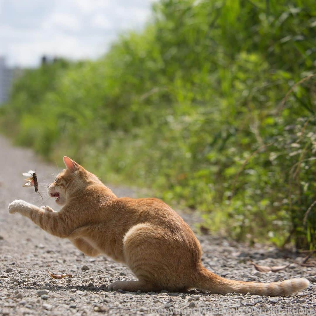 Masayukiさんのインスタグラム写真 - (MasayukiInstagram)「逃げられる。  #cat #ねこ」6月18日 15時11分 - okirakuoki